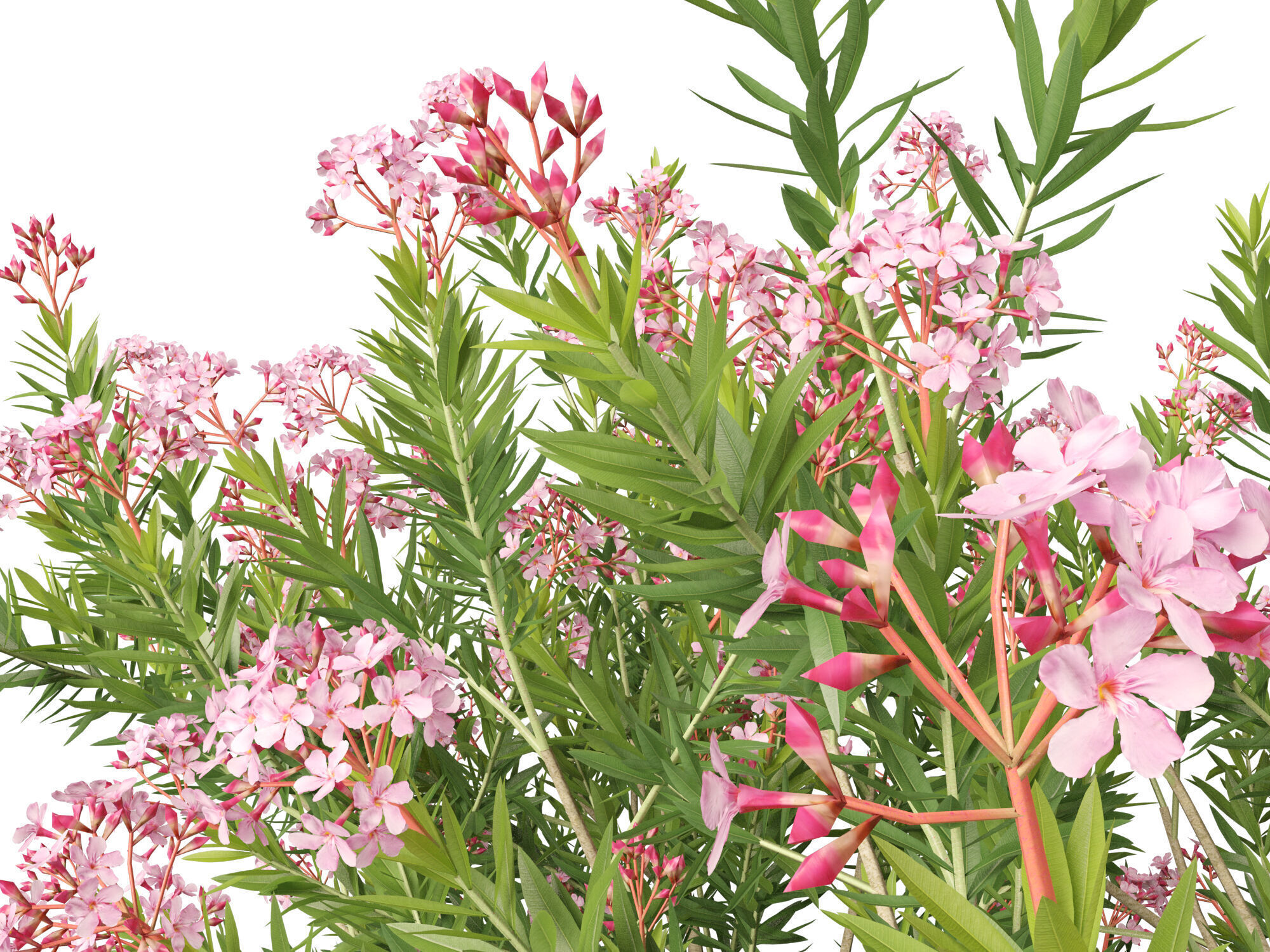 HighpolyLowPoly -  Nerium oleander - Rosebay 02 Low-poly 3D model_3