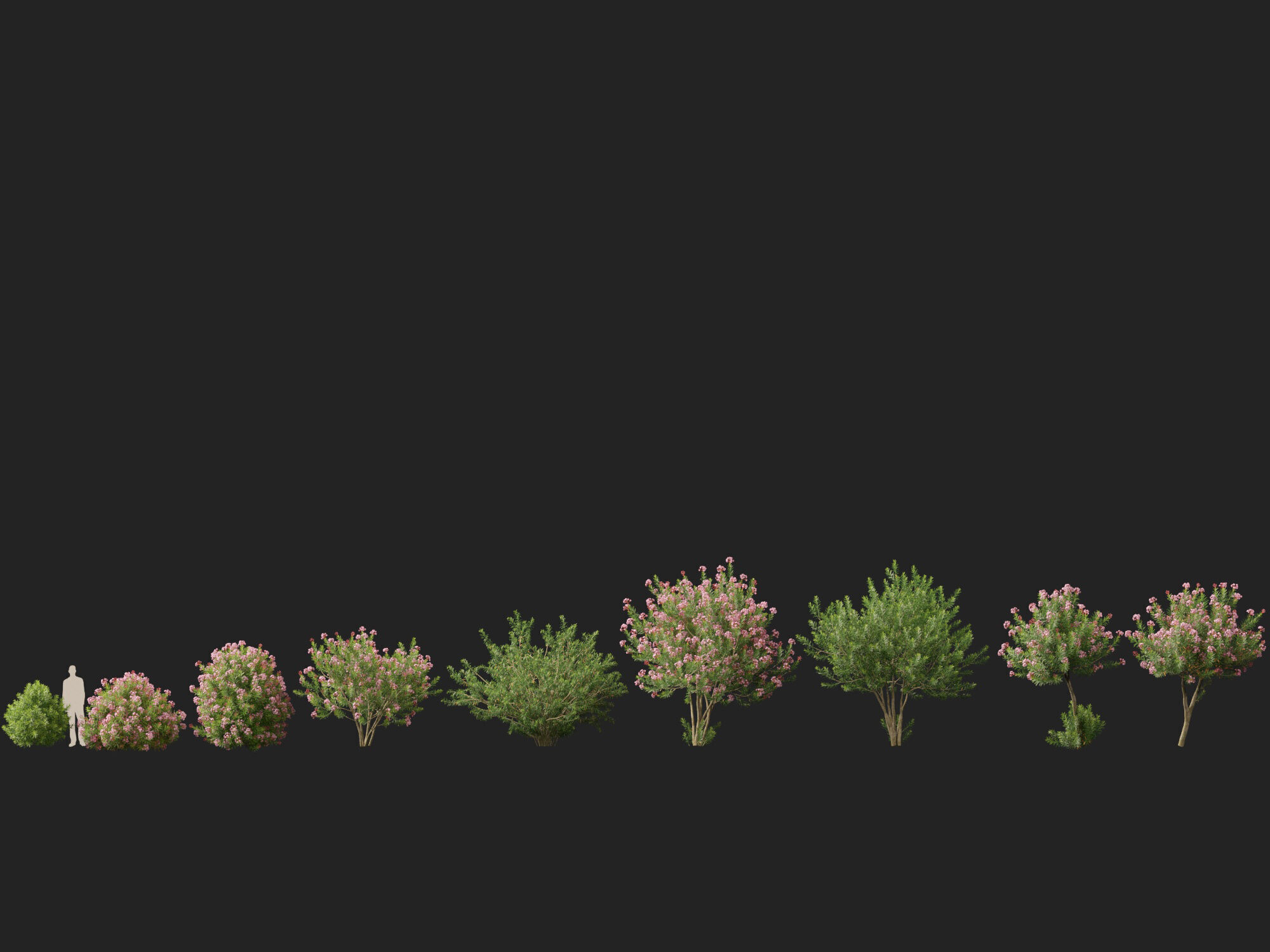 HighpolyLowPoly -  Nerium oleander - Rosebay 02 Low-poly 3D model_5