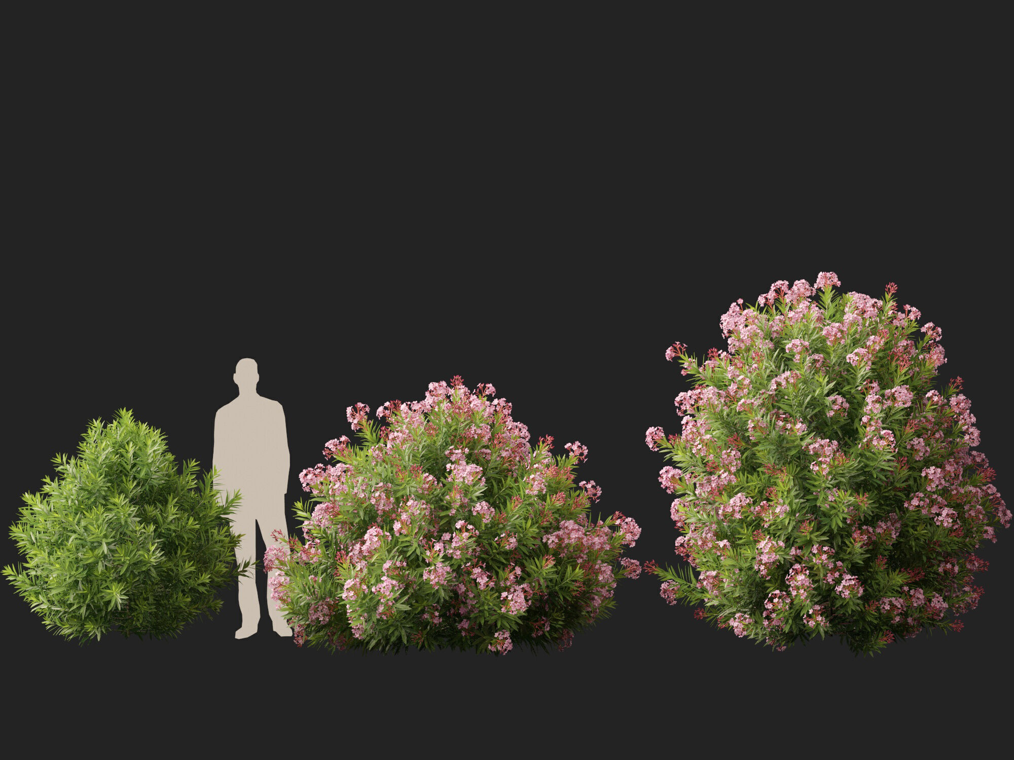 HighpolyLowPoly -  Nerium oleander - Rosebay 02 Low-poly 3D model_7