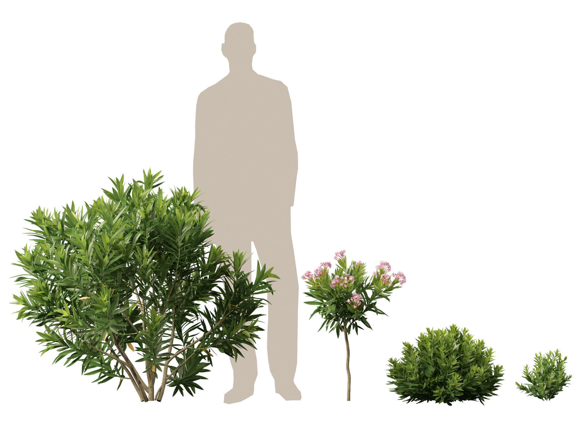 HighpolyLowPoly - Nerium oleander - Rosebay 01 Low-poly 3D model_10