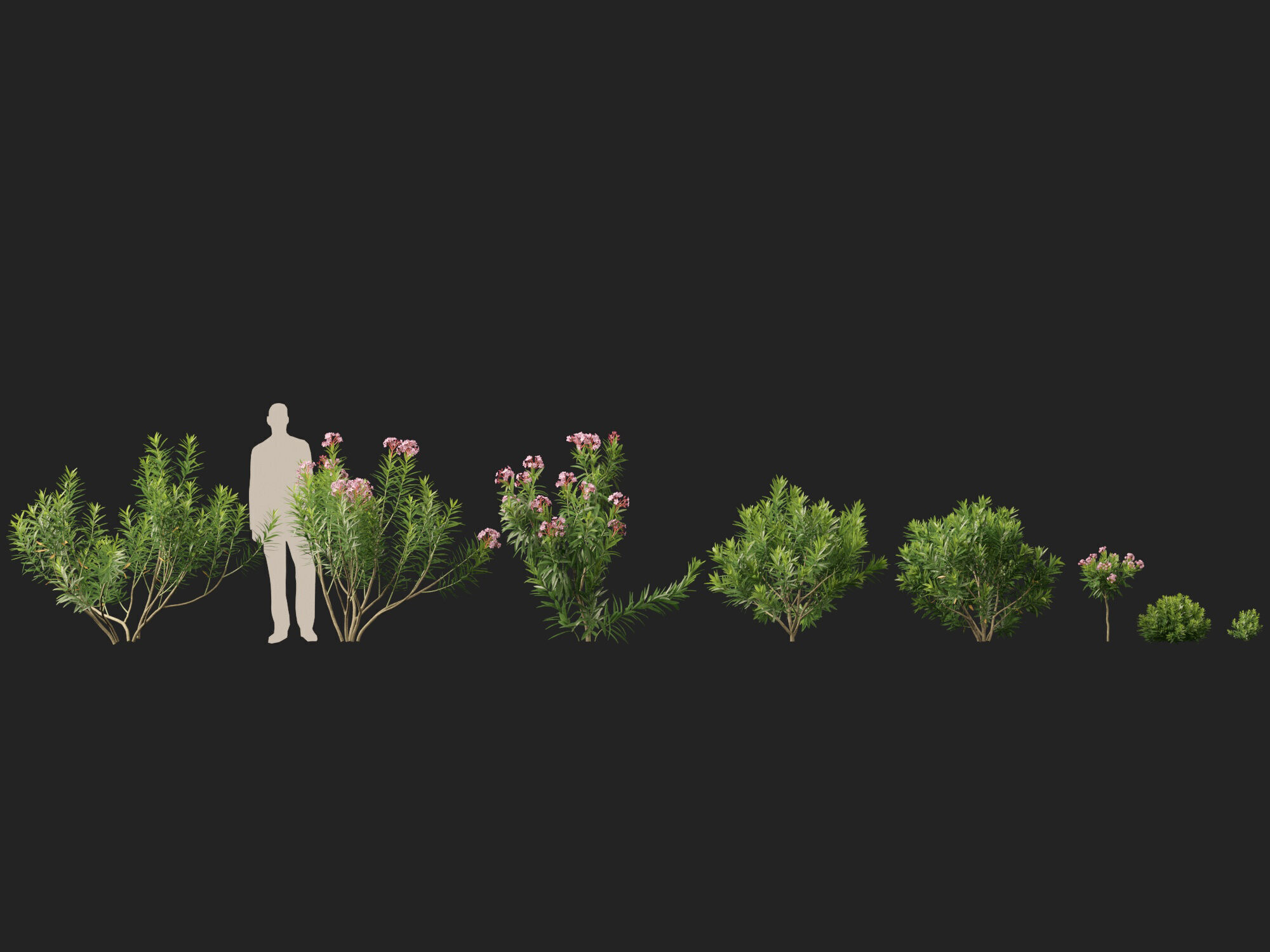 HighpolyLowPoly - Nerium oleander - Rosebay 01 Low-poly 3D model_5