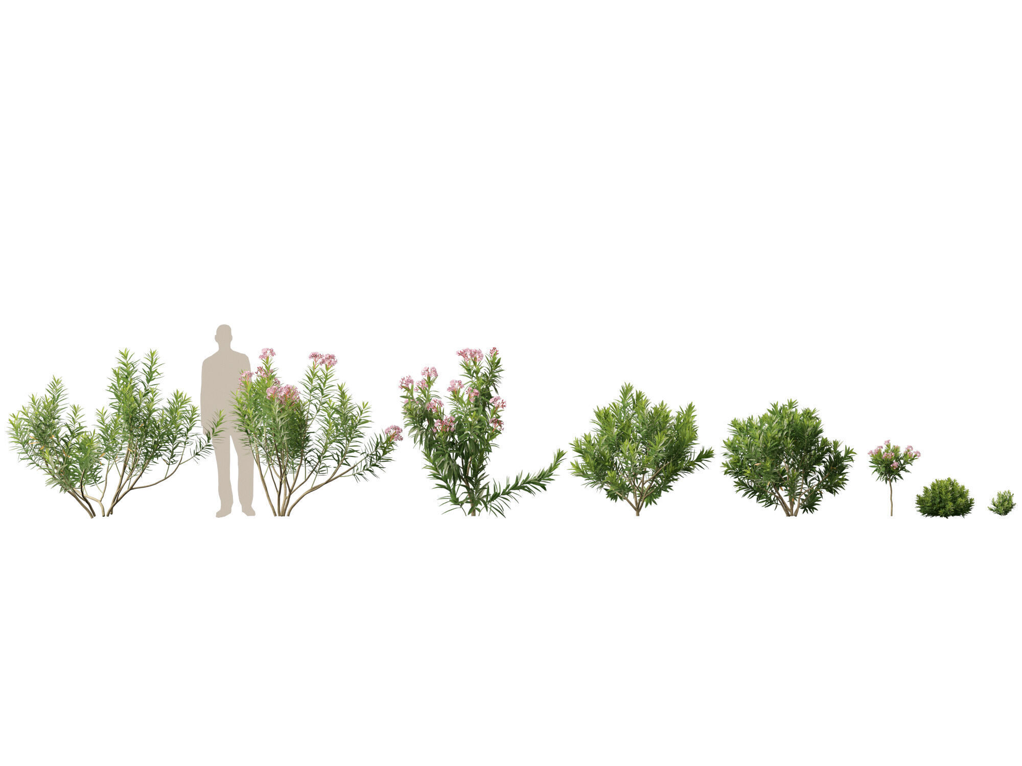 HighpolyLowPoly - Nerium oleander - Rosebay 01 Low-poly 3D model_1