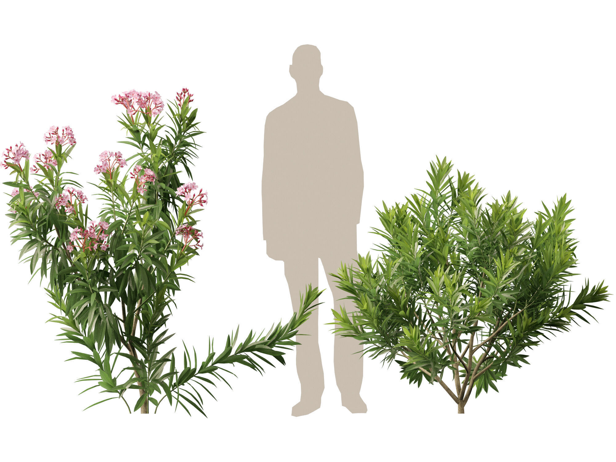HighpolyLowPoly - Nerium oleander - Rosebay 01 Low-poly 3D model_8