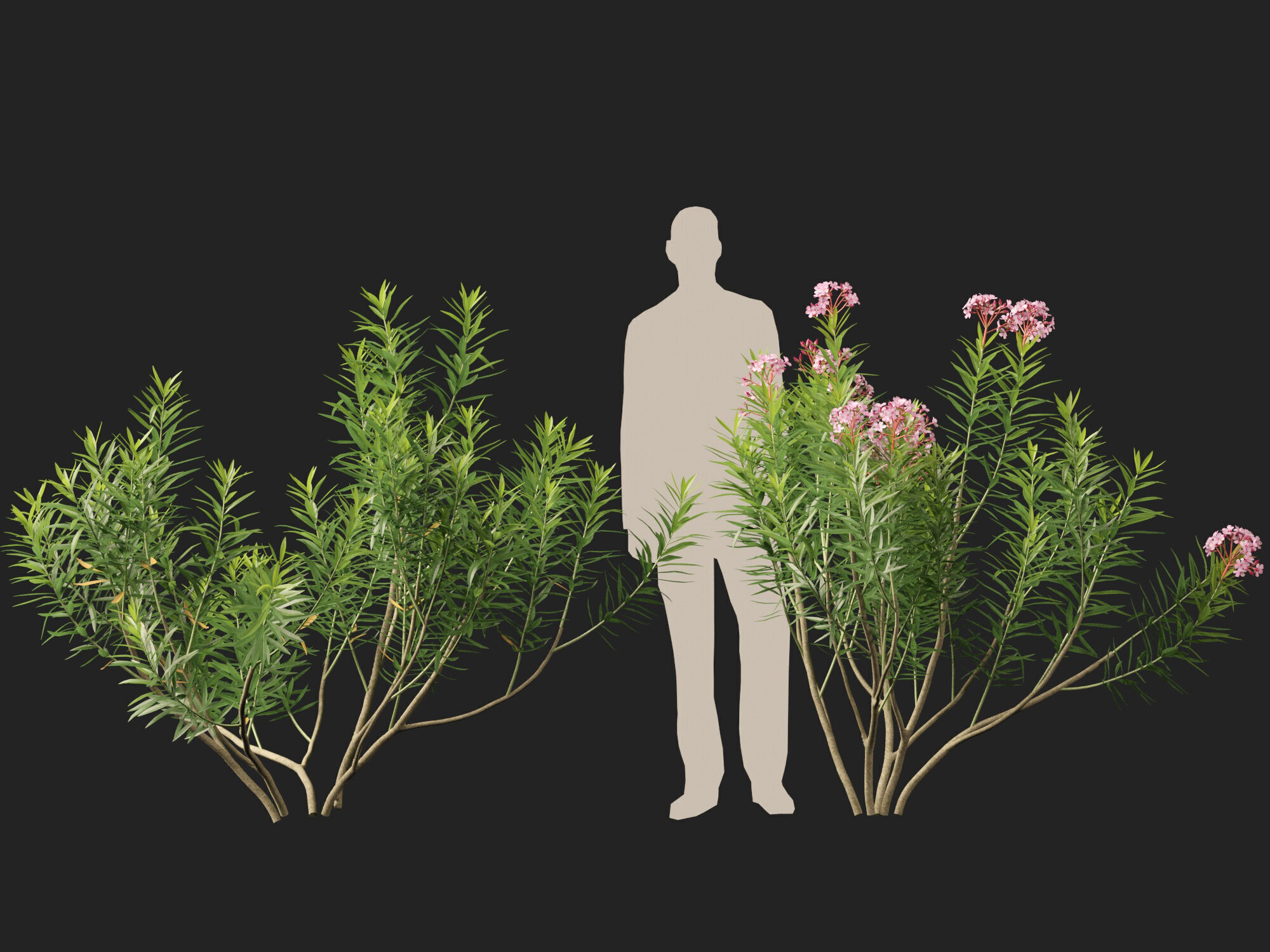 HighpolyLowPoly - Nerium oleander - Rosebay 01 Low-poly 3D model_7