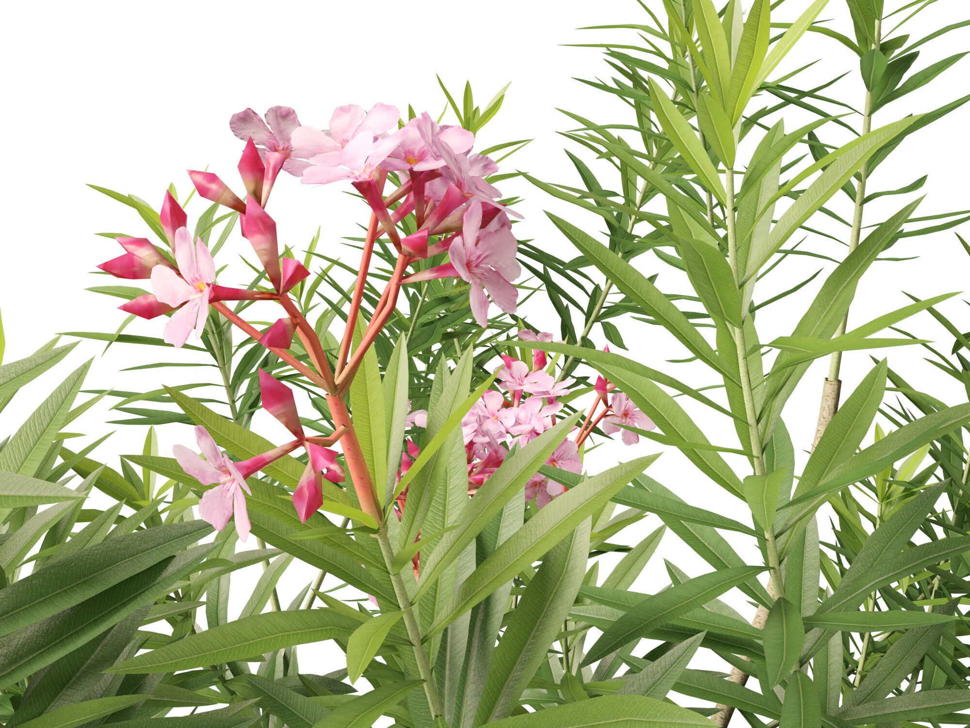 HighpolyLowPoly - Nerium oleander - Rosebay 01 Low-poly 3D model_3