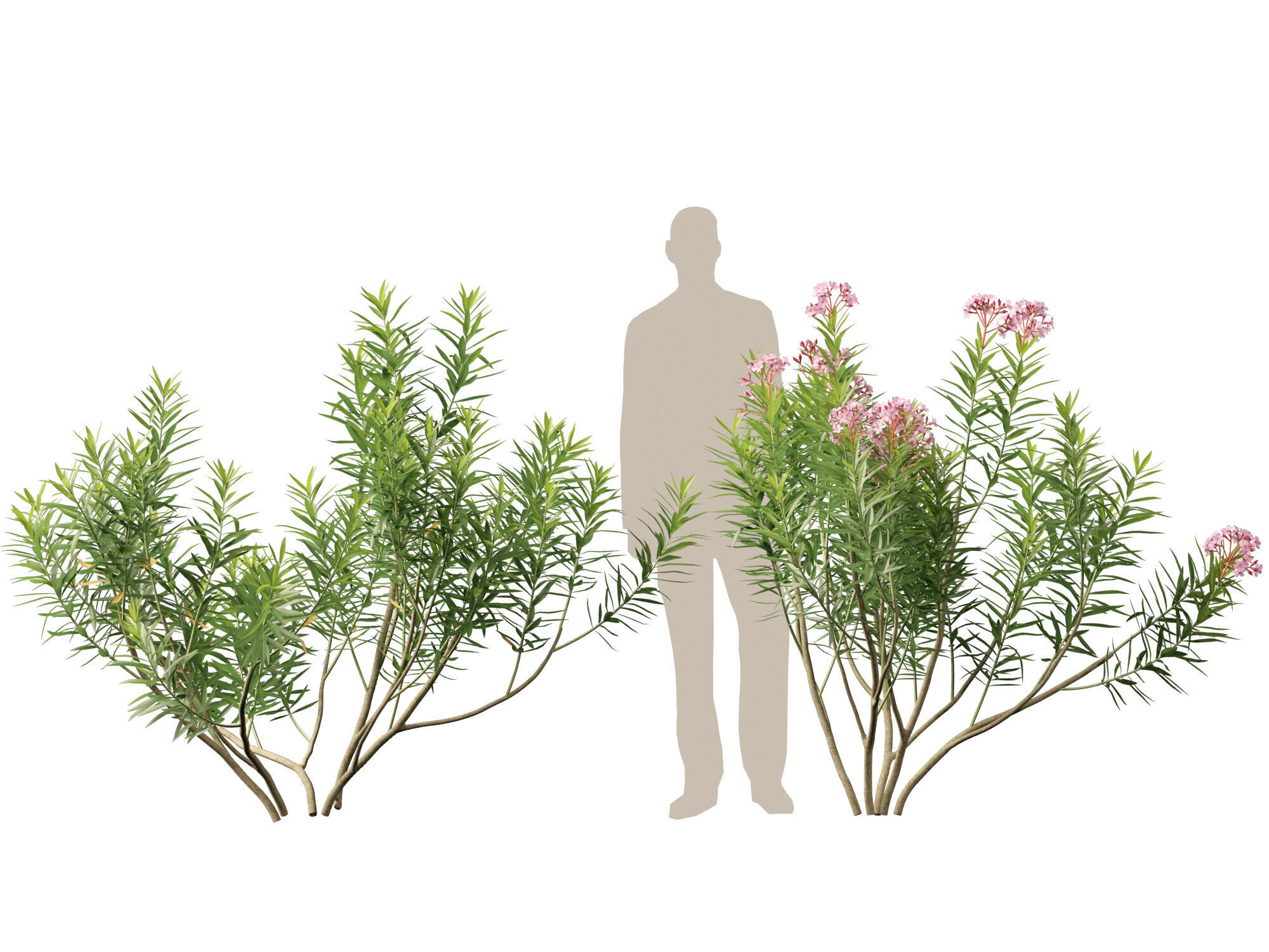 HighpolyLowPoly - Nerium oleander - Rosebay 01 Low-poly 3D model_6
