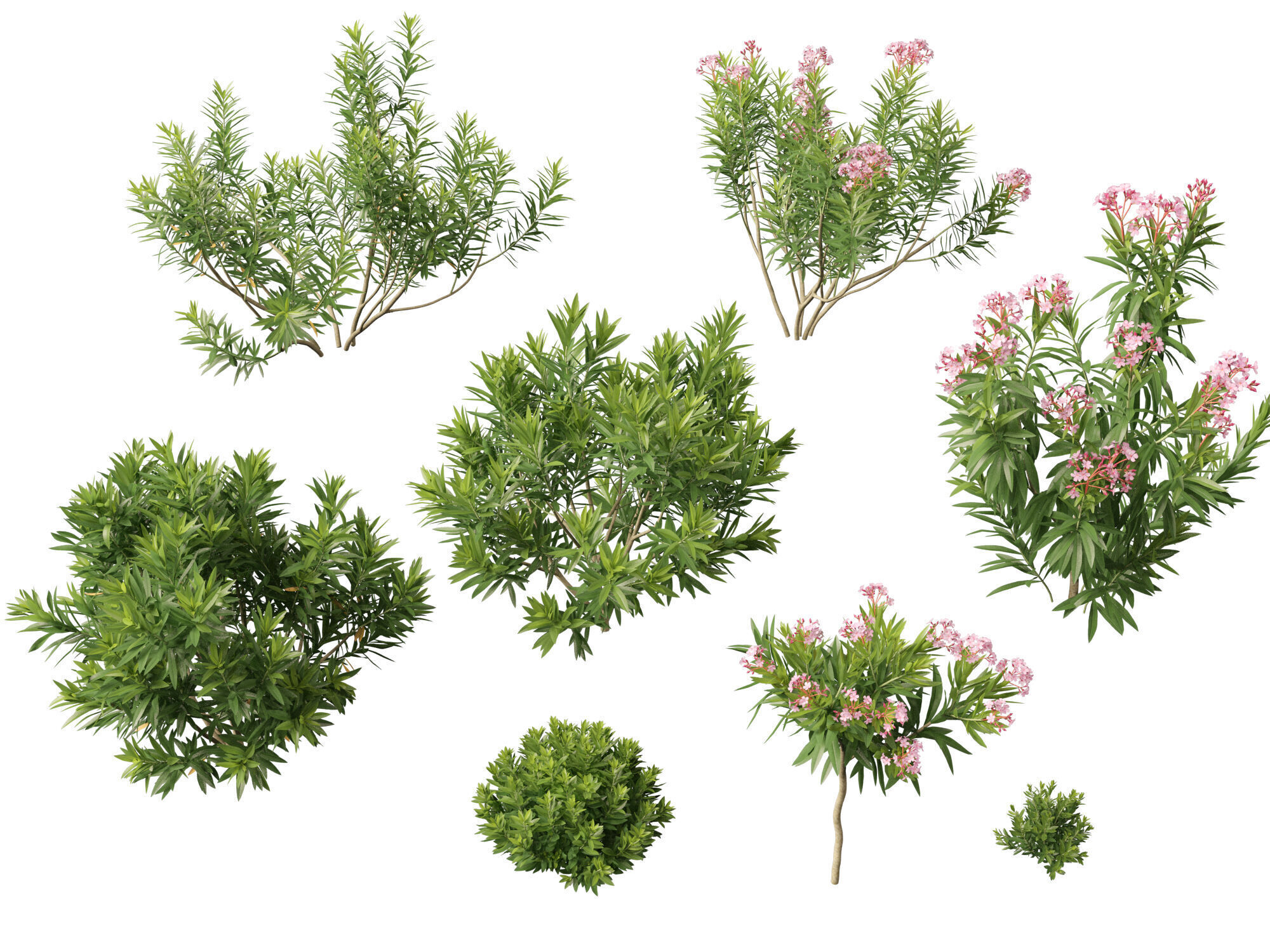 HighpolyLowPoly - Nerium oleander - Rosebay 01 Low-poly 3D model_0
