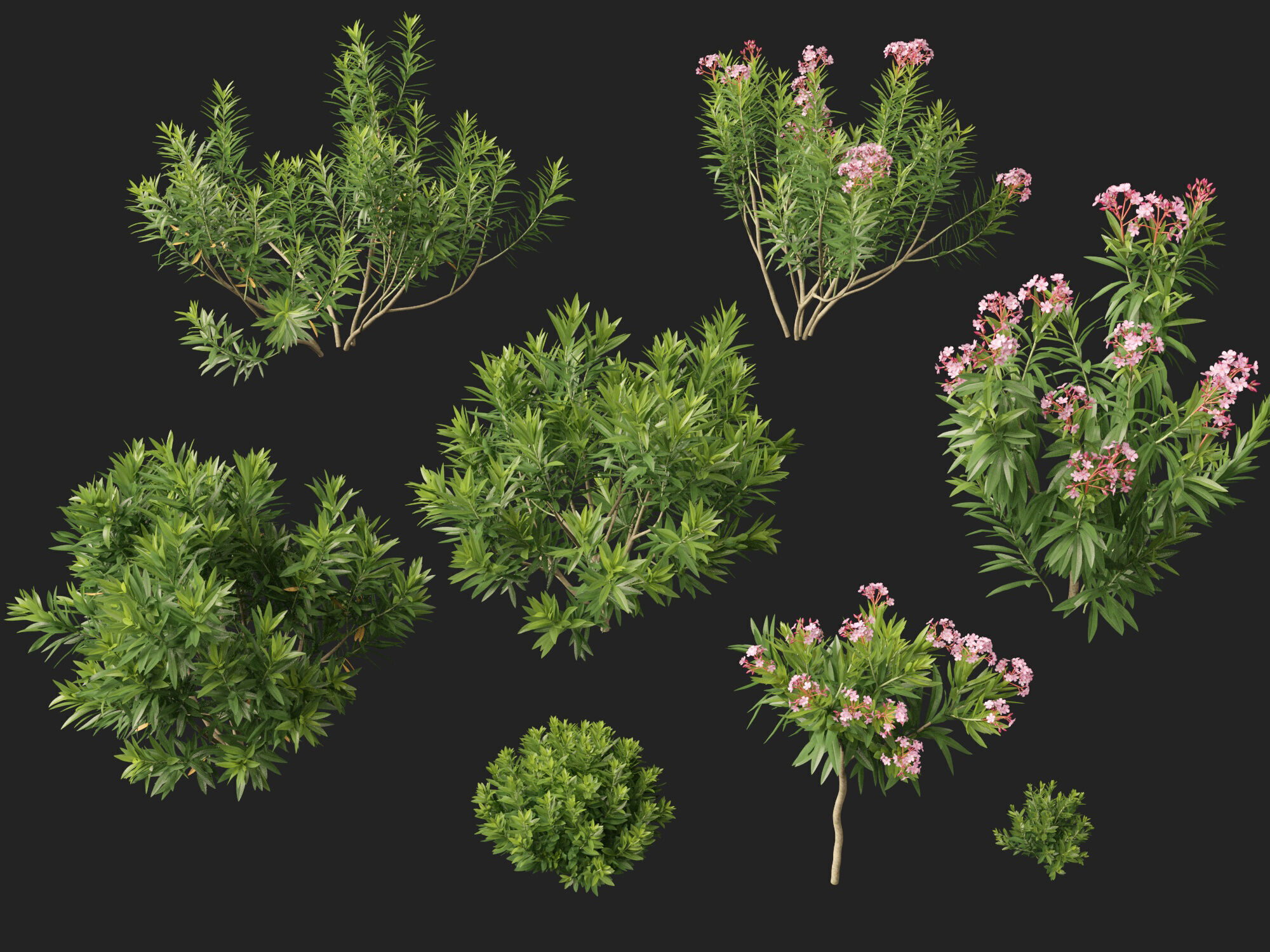 HighpolyLowPoly - Nerium oleander - Rosebay 01 Low-poly 3D model_2