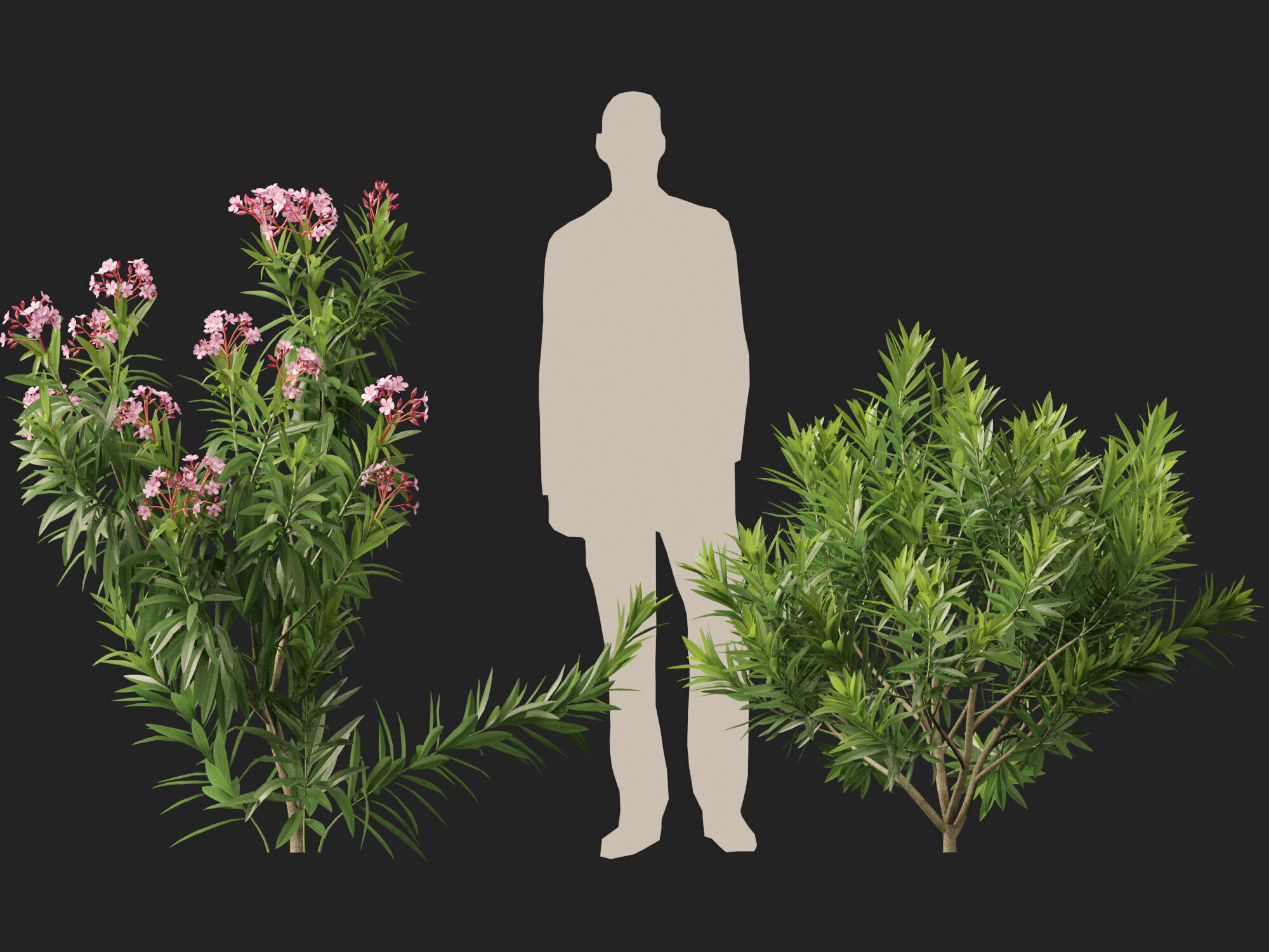HighpolyLowPoly - Nerium oleander - Rosebay 01 Low-poly 3D model_9