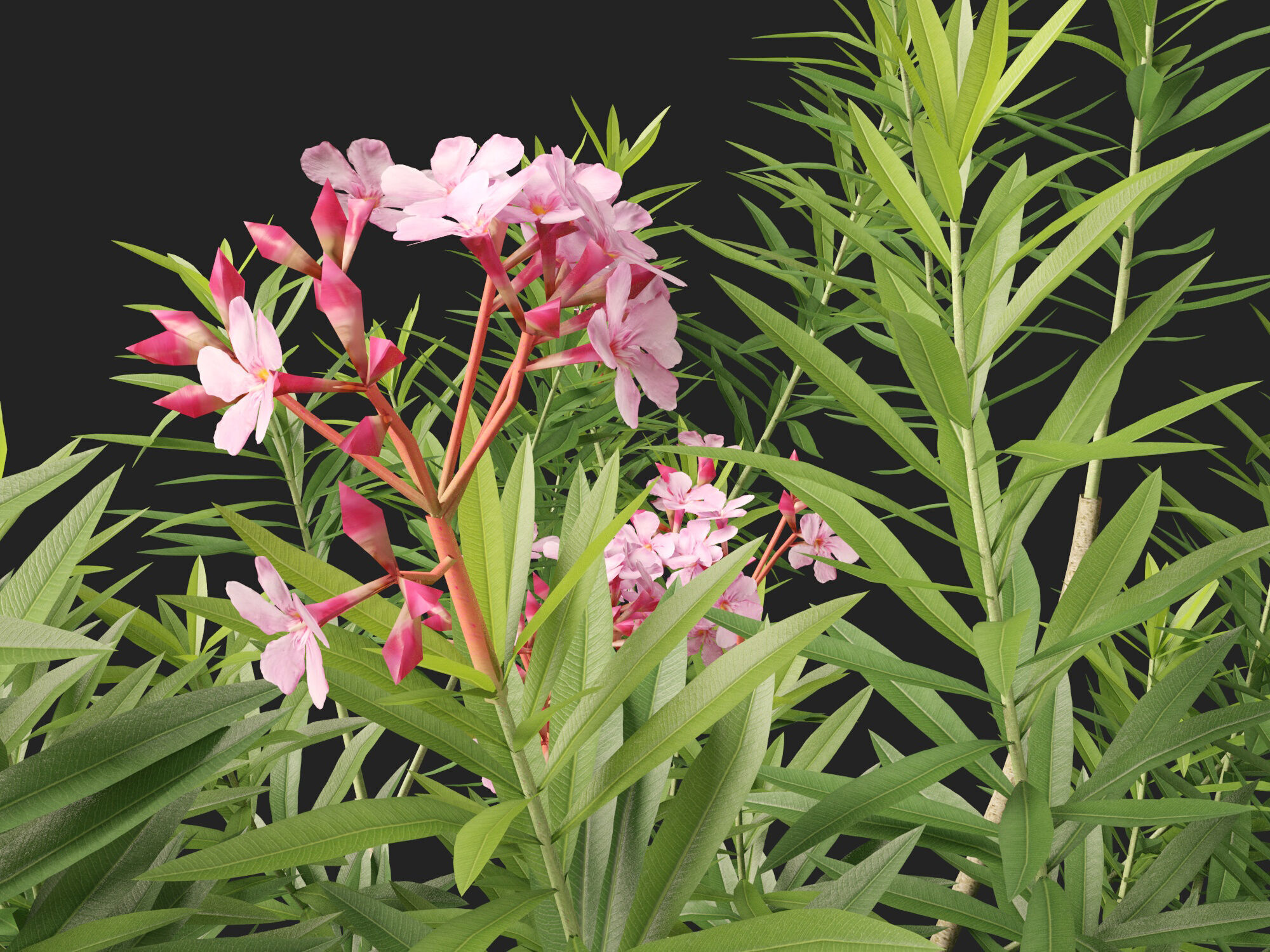 HighpolyLowPoly - Nerium oleander - Rosebay 01 Low-poly 3D model_4
