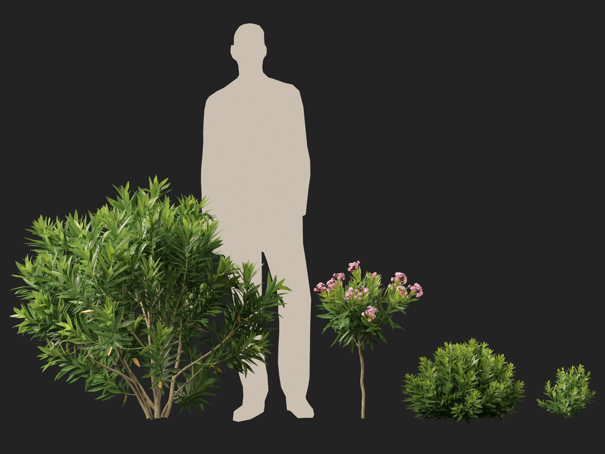 HighpolyLowPoly - Nerium oleander - Rosebay 01 Low-poly 3D model_11