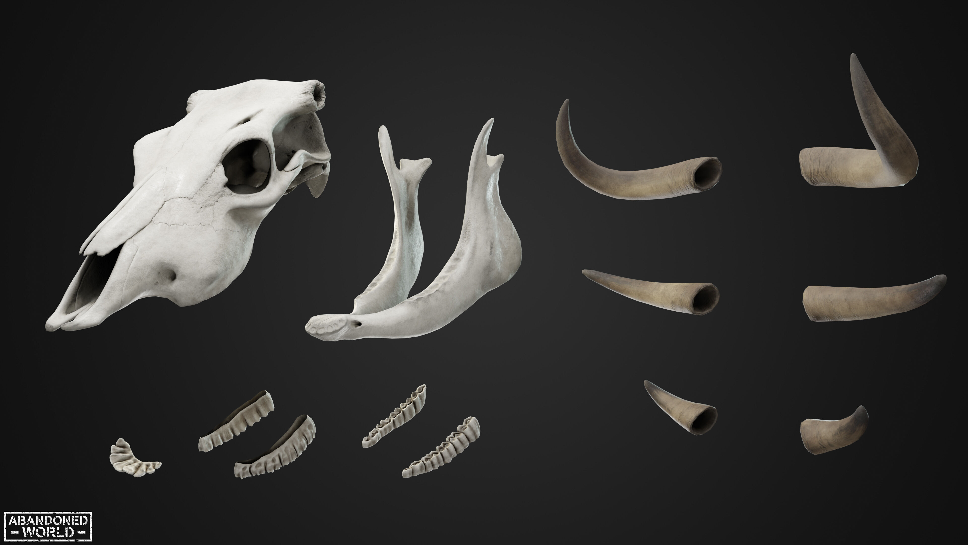 Cow Skull Low-poly 3D model_6
