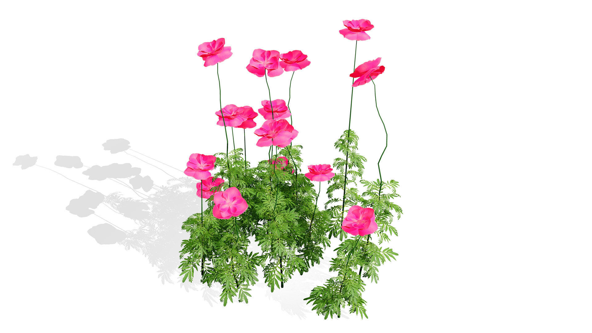 Flanders Poppy Flowering Plant Low-poly 3D model_4