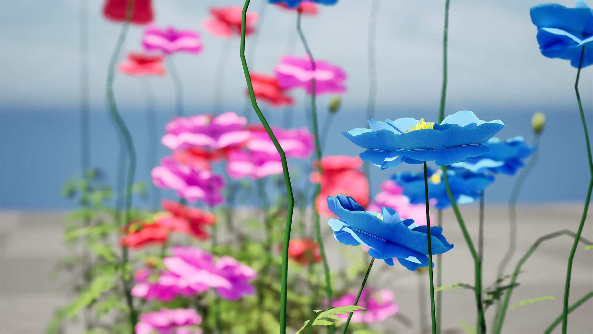 Flanders Poppy Flowering Plant Low-poly 3D model_10