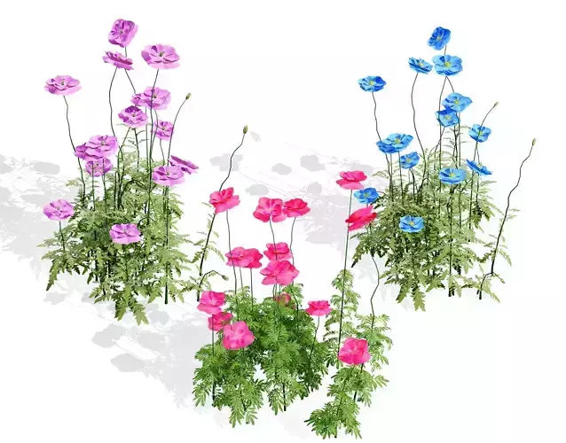 Flanders Poppy Flowering Plant Low-poly 3D model