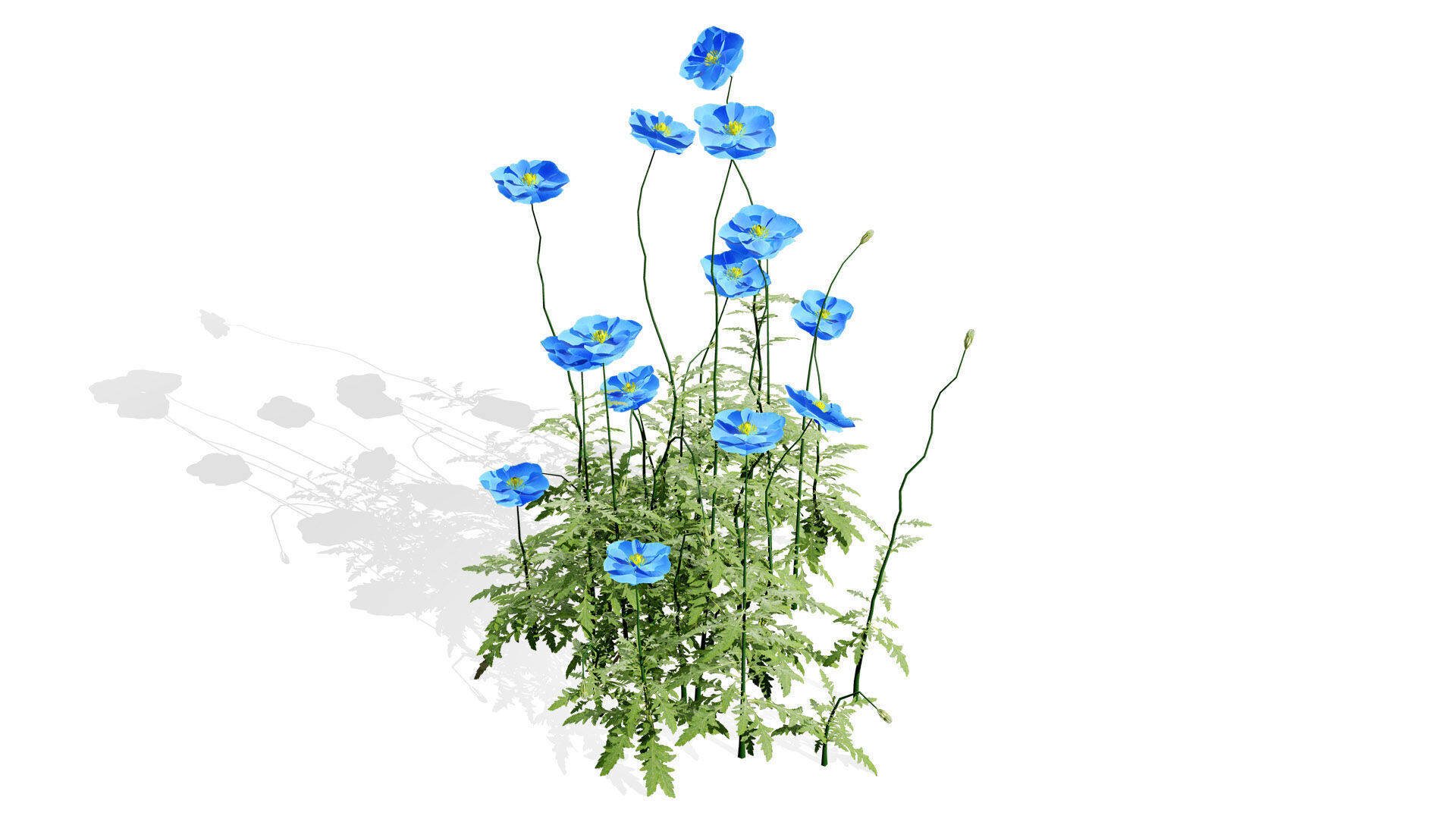 Flanders Poppy Flowering Plant Low-poly 3D model_3