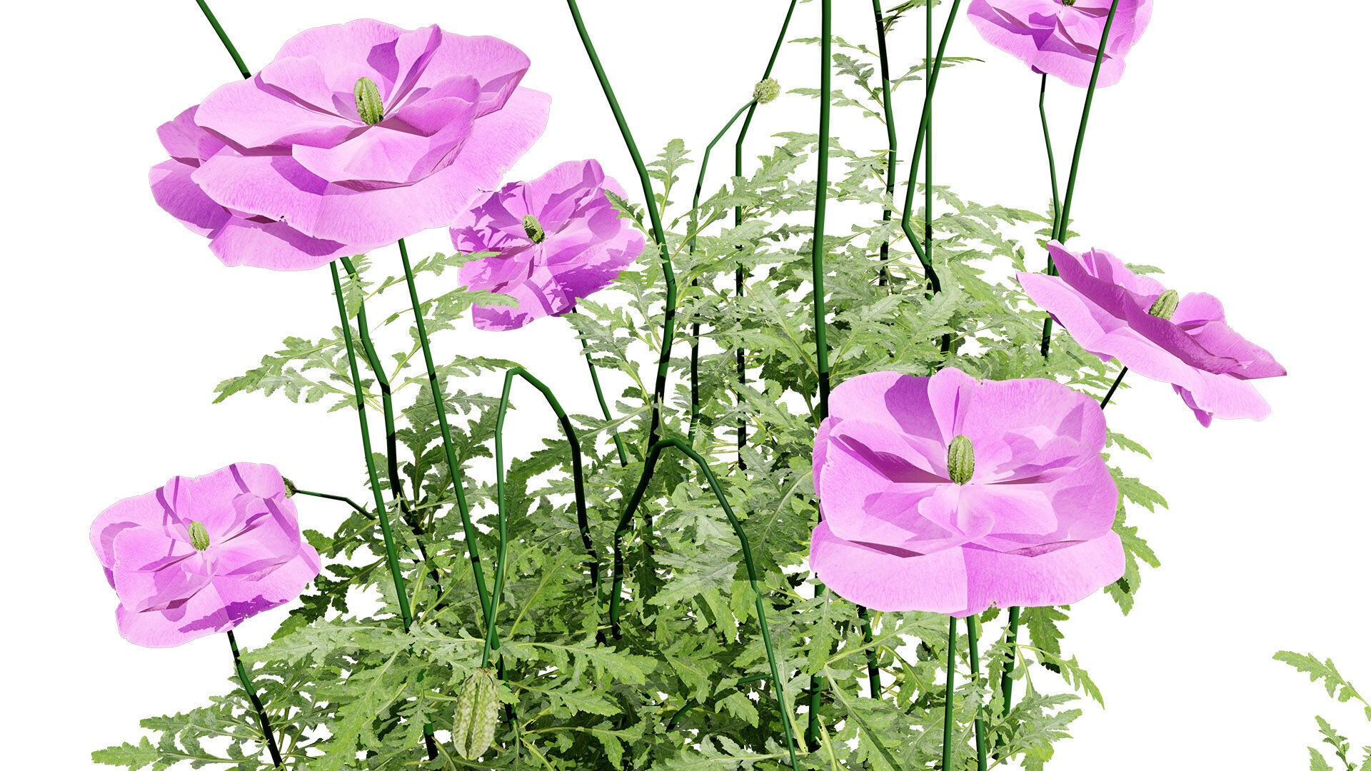 Flanders Poppy Flowering Plant Low-poly 3D model_5