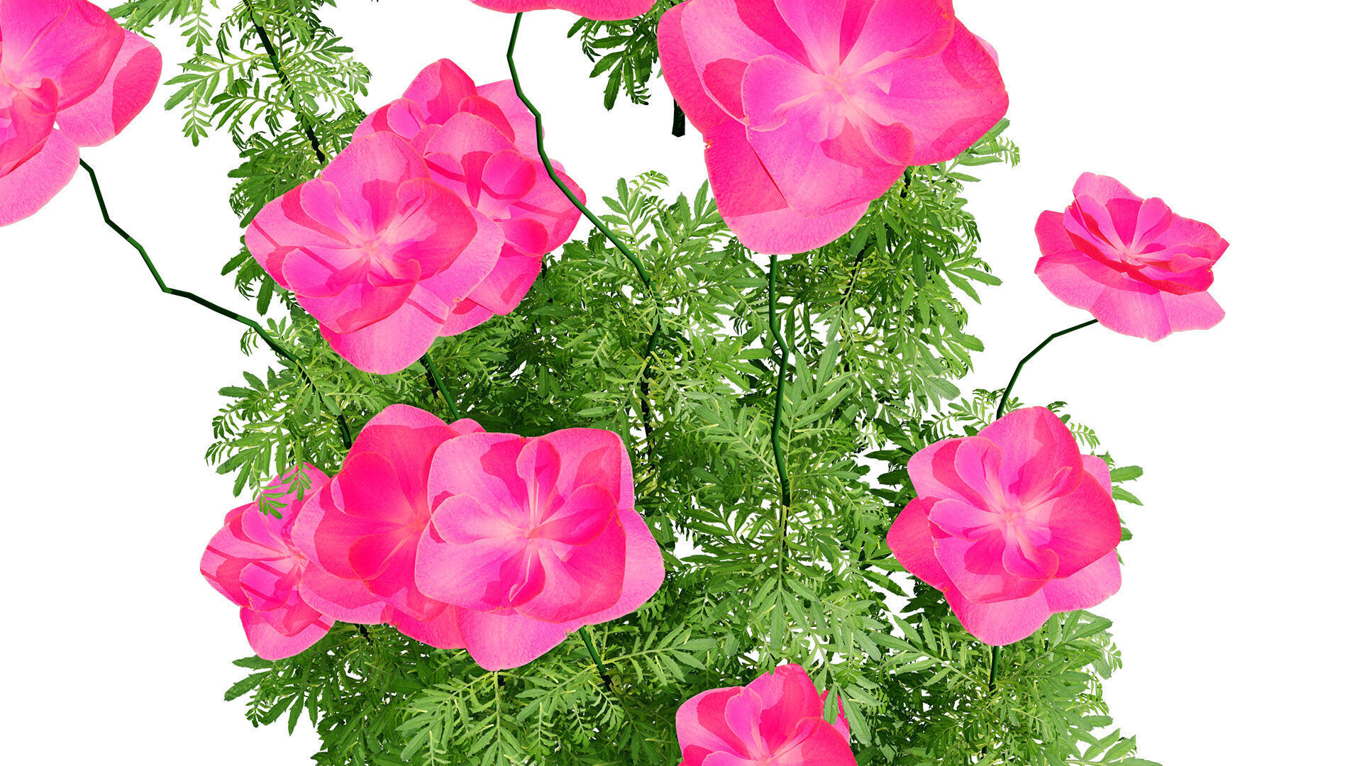 Flanders Poppy Flowering Plant Low-poly 3D model_7