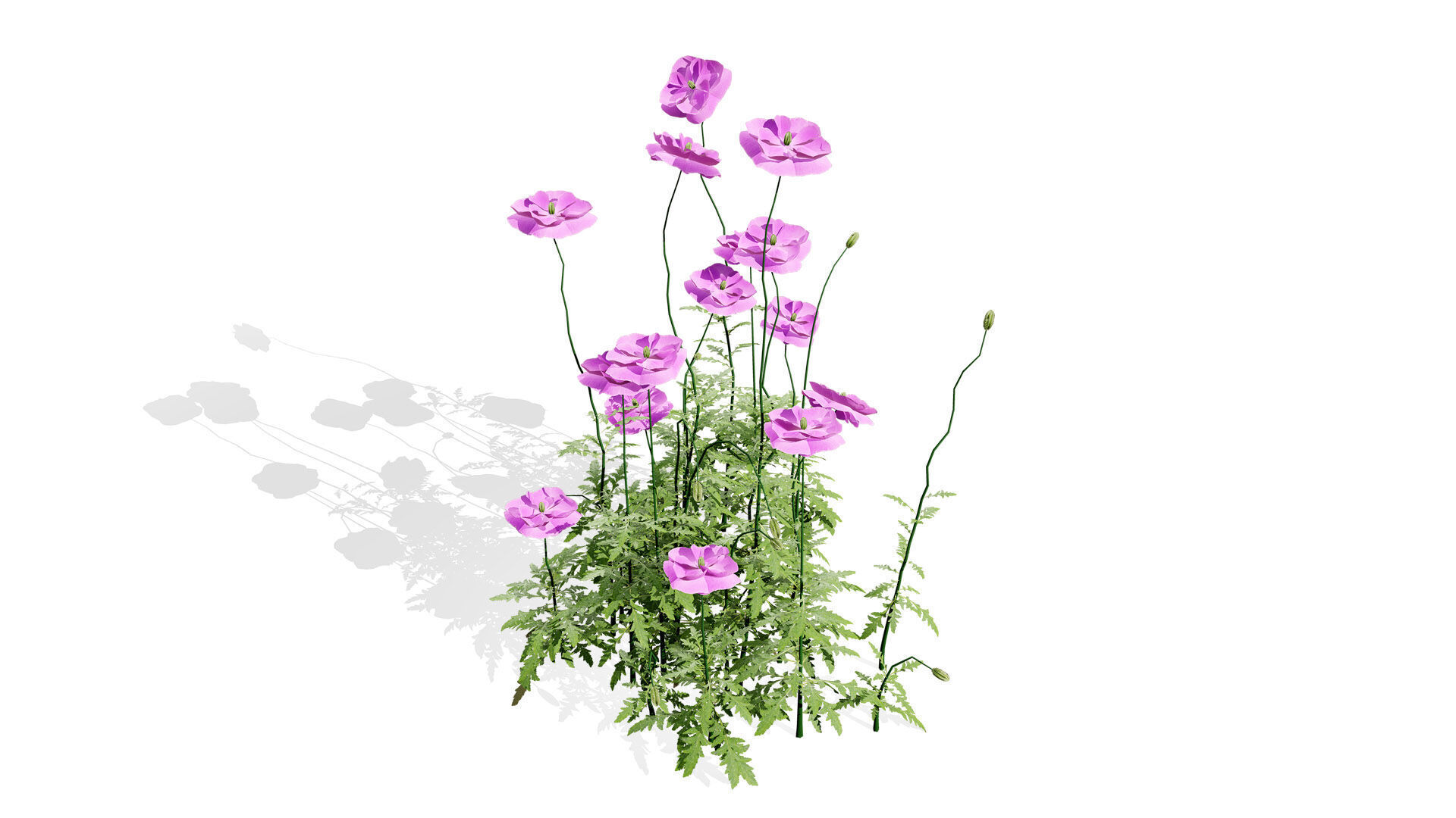 Flanders Poppy Flowering Plant Low-poly 3D model_2
