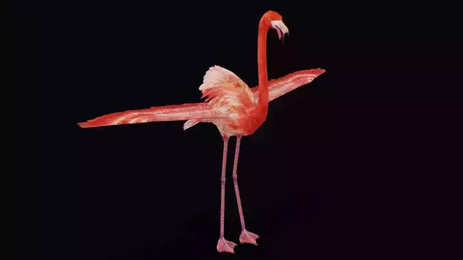 Flamingo American Caribbean Pink Bird Wild Exotic Animal 