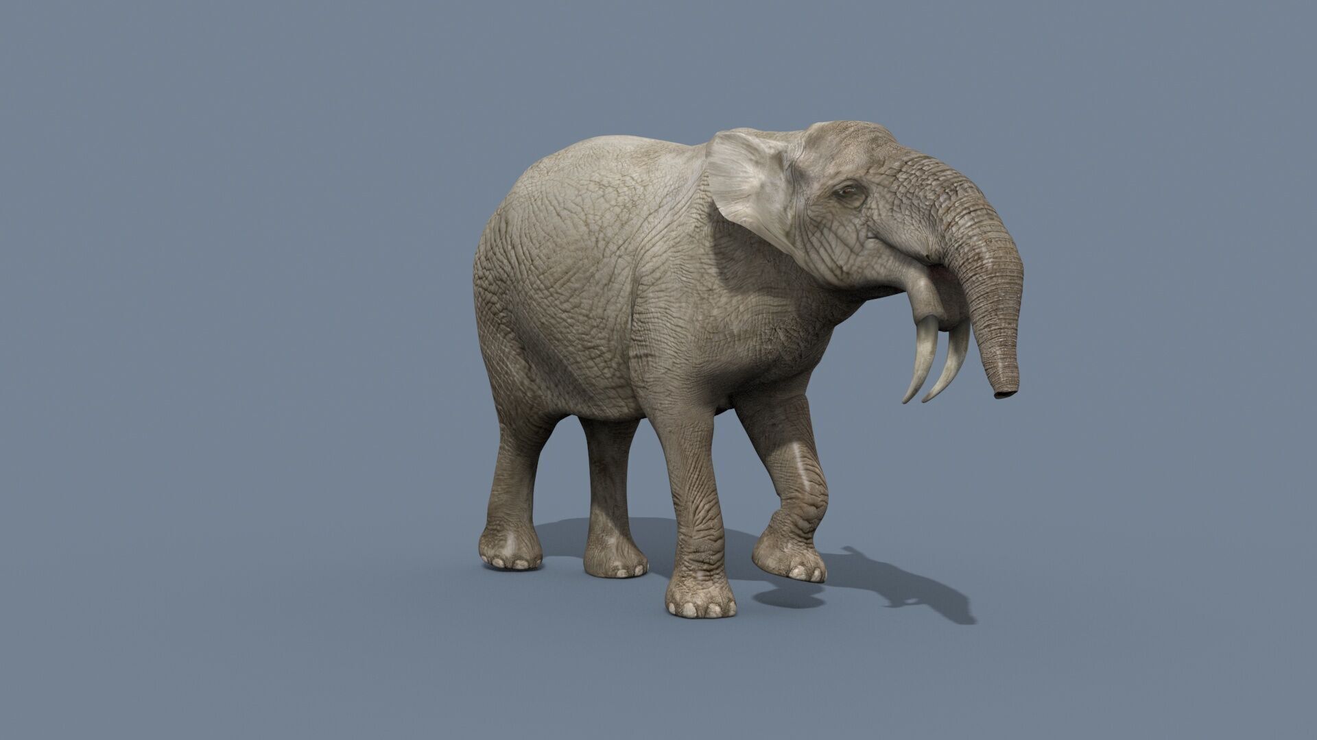 Deinotherium Thraceiensis HD - 3d animated 3D model_9