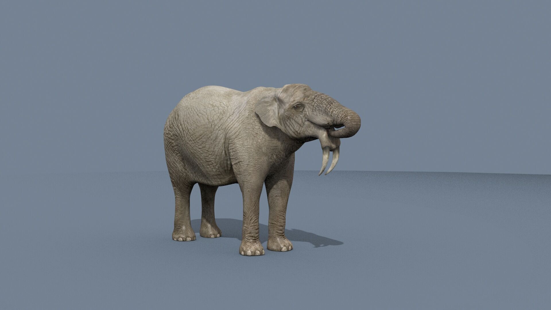 Deinotherium Thraceiensis HD - 3d animated 3D model_8