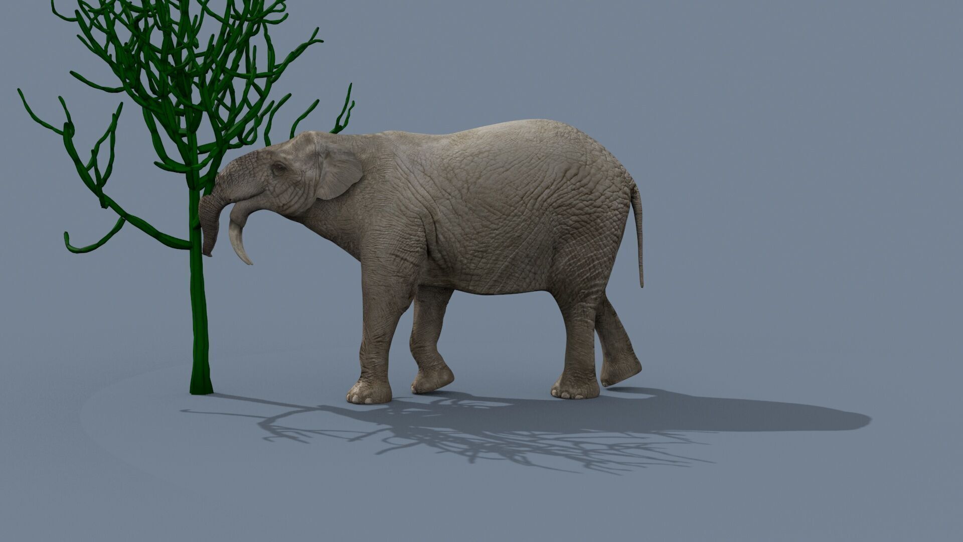 Deinotherium Thraceiensis HD - 3d animated 3D model_15