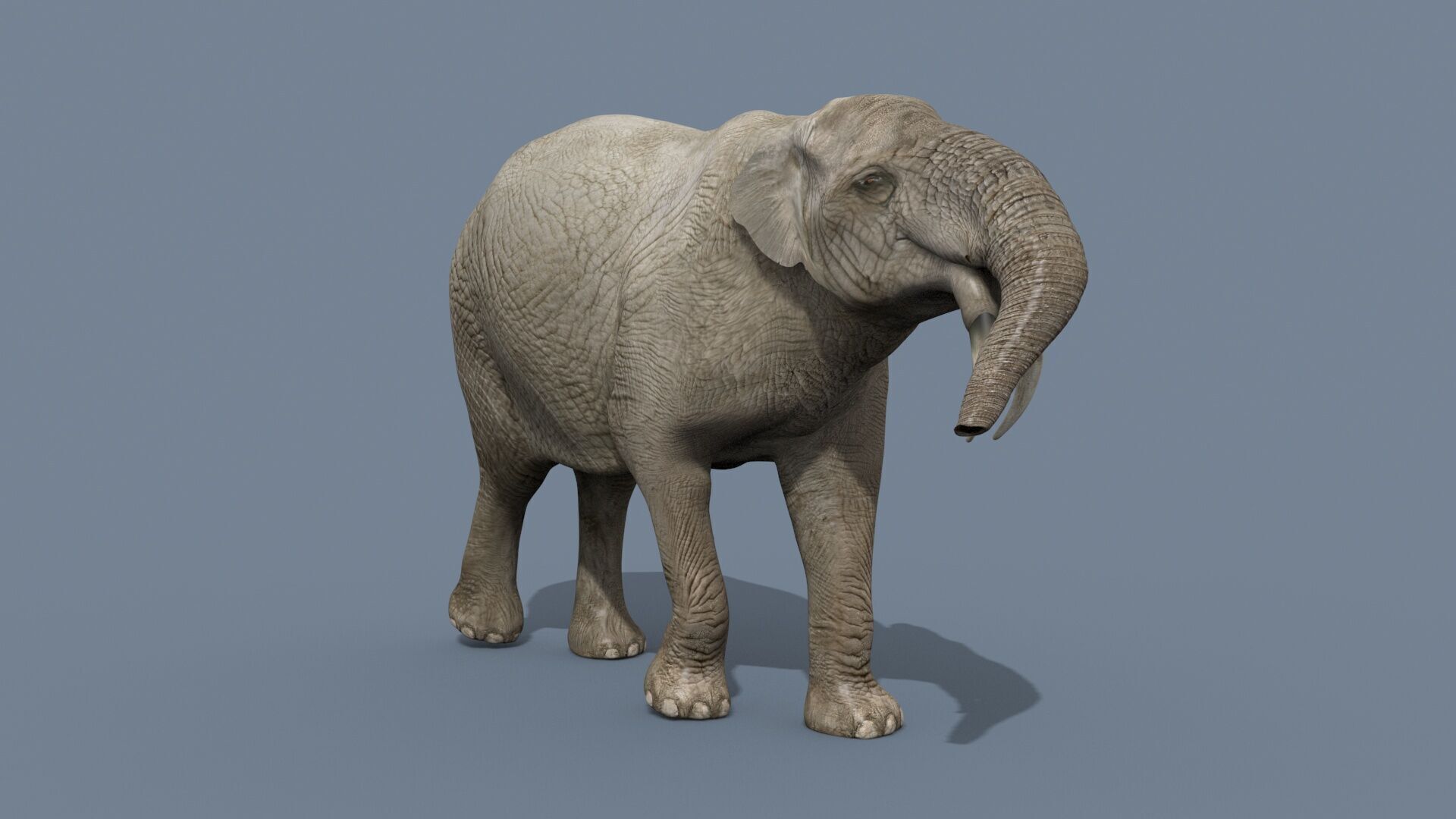 Deinotherium Thraceiensis HD - 3d animated 3D model_16