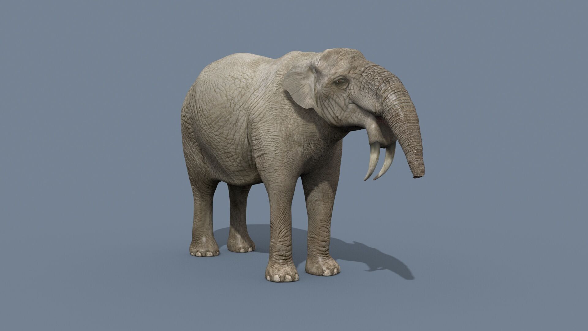 Deinotherium Thraceiensis HD - 3d animated 3D model_7