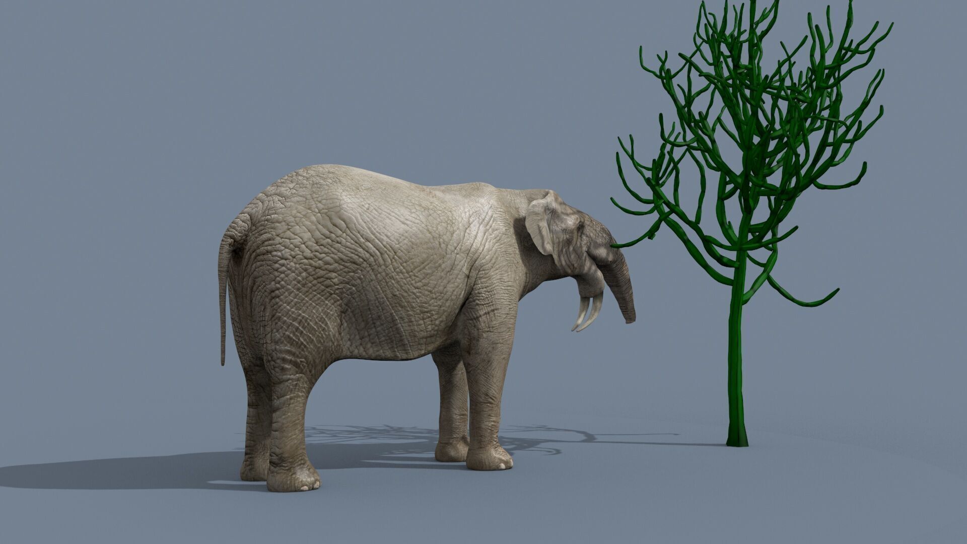 Deinotherium Thraceiensis HD - 3d animated 3D model_12