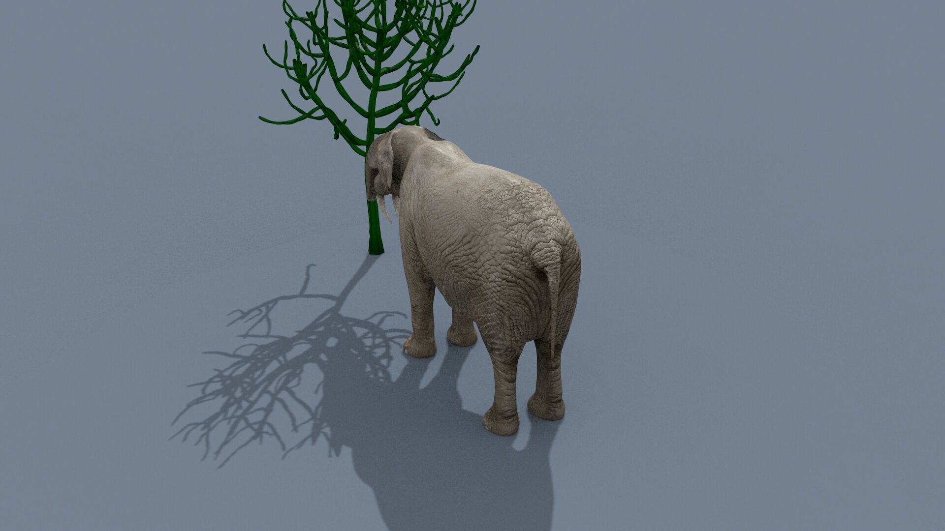 Deinotherium Thraceiensis HD - 3d animated 3D model_19