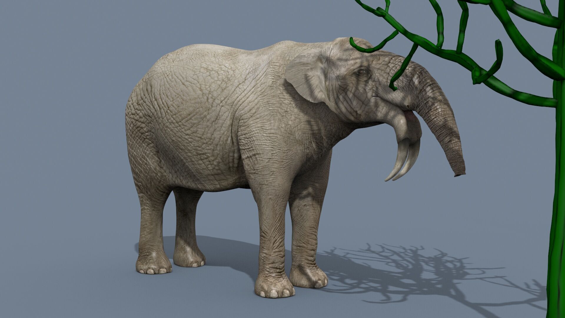 Deinotherium Thraceiensis HD - 3d animated 3D model_11