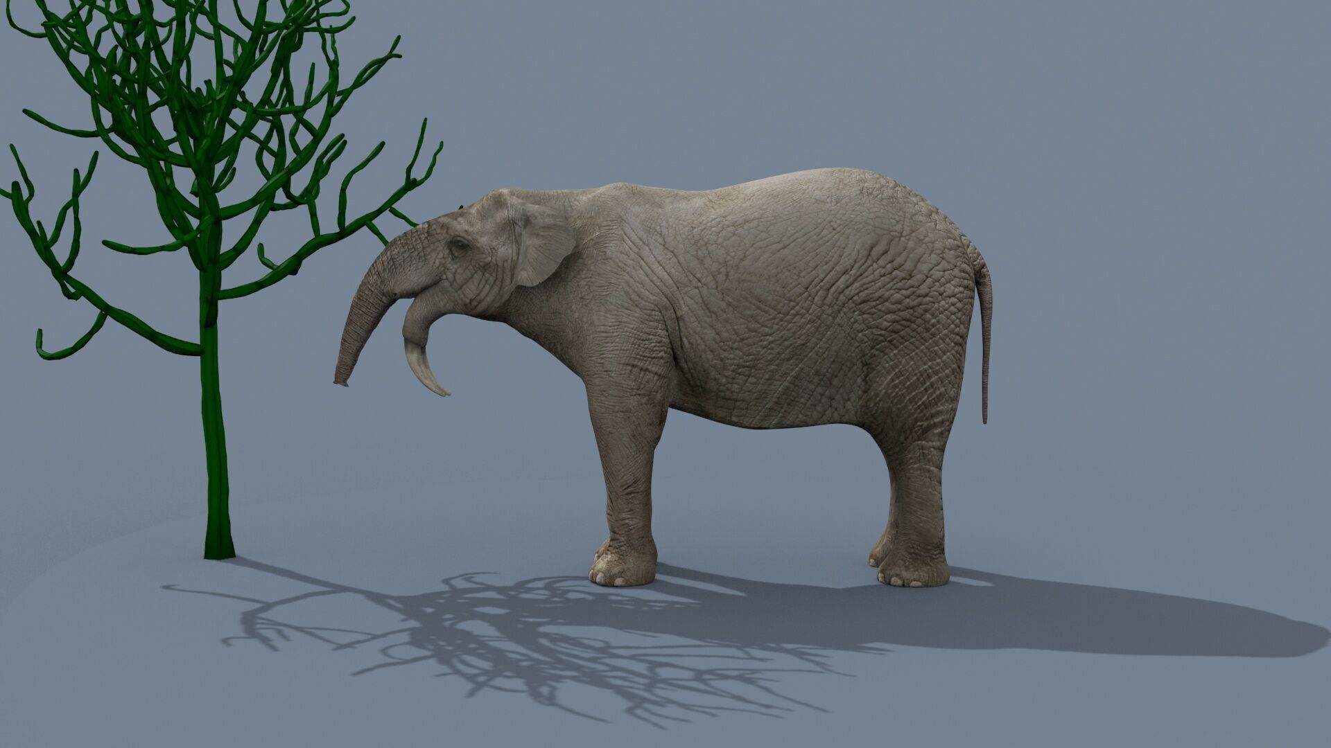 Deinotherium Thraceiensis HD - 3d animated 3D model_13