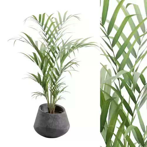 Areca Palm in Dark Concrete Planter