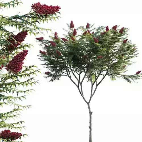 Rhus typhina - Staghorn Sumac 01