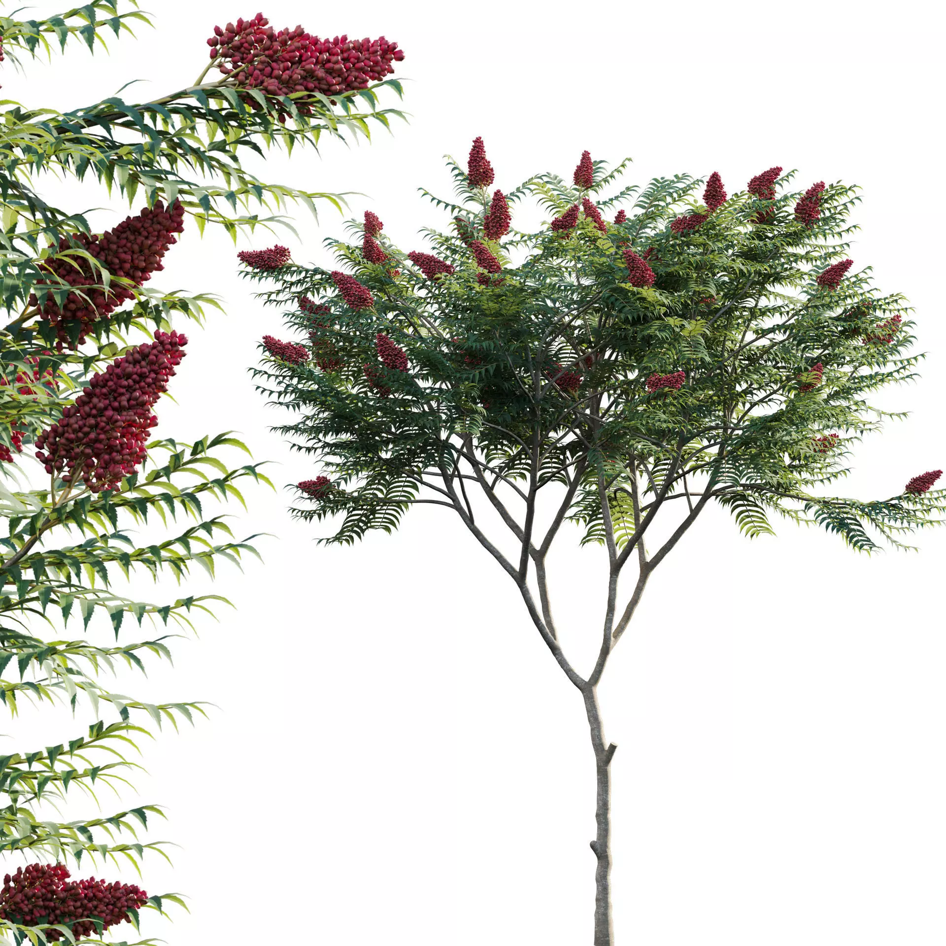 Rhus typhina - Staghorn Sumac 01 3D model_0
