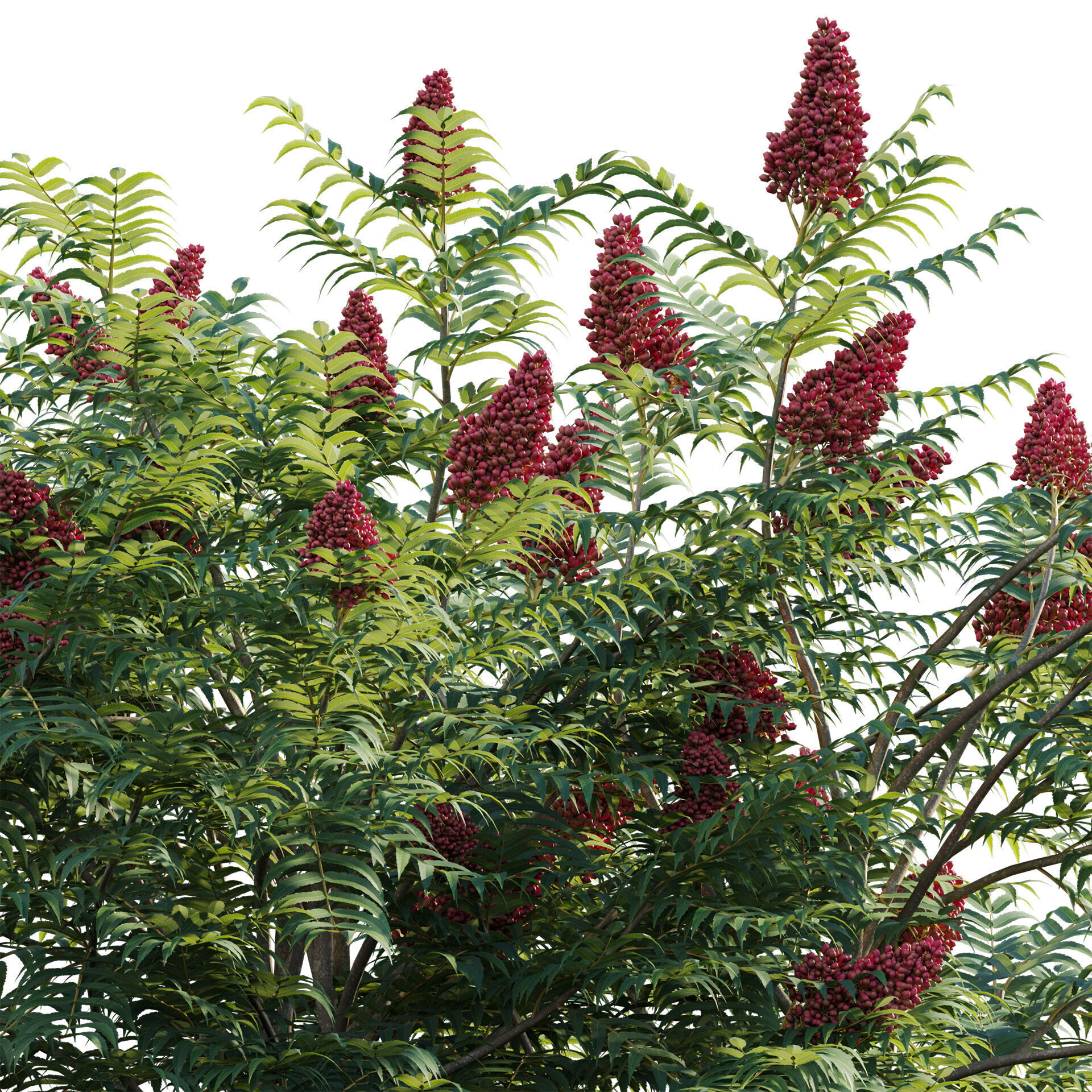 Rhus typhina - Staghorn Sumac 01 3D model_3