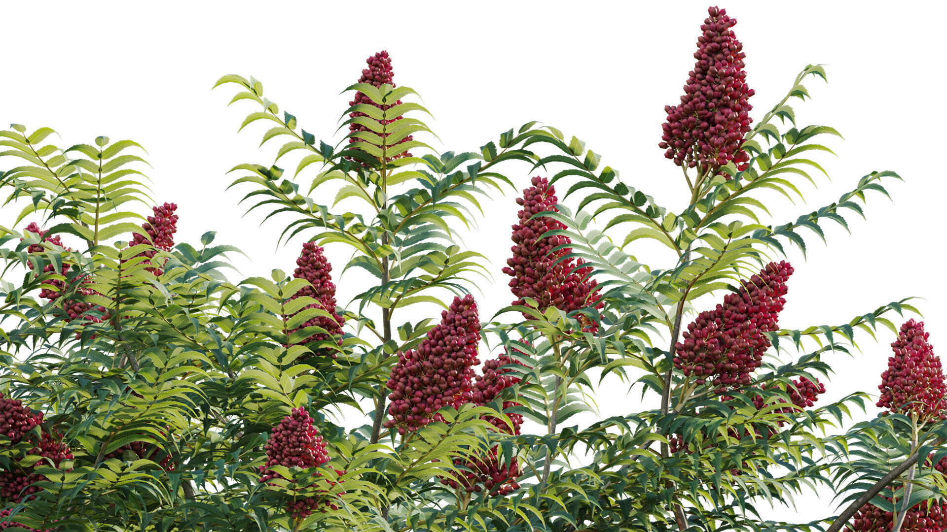 Rhus typhina - Staghorn Sumac 01 3D model_8