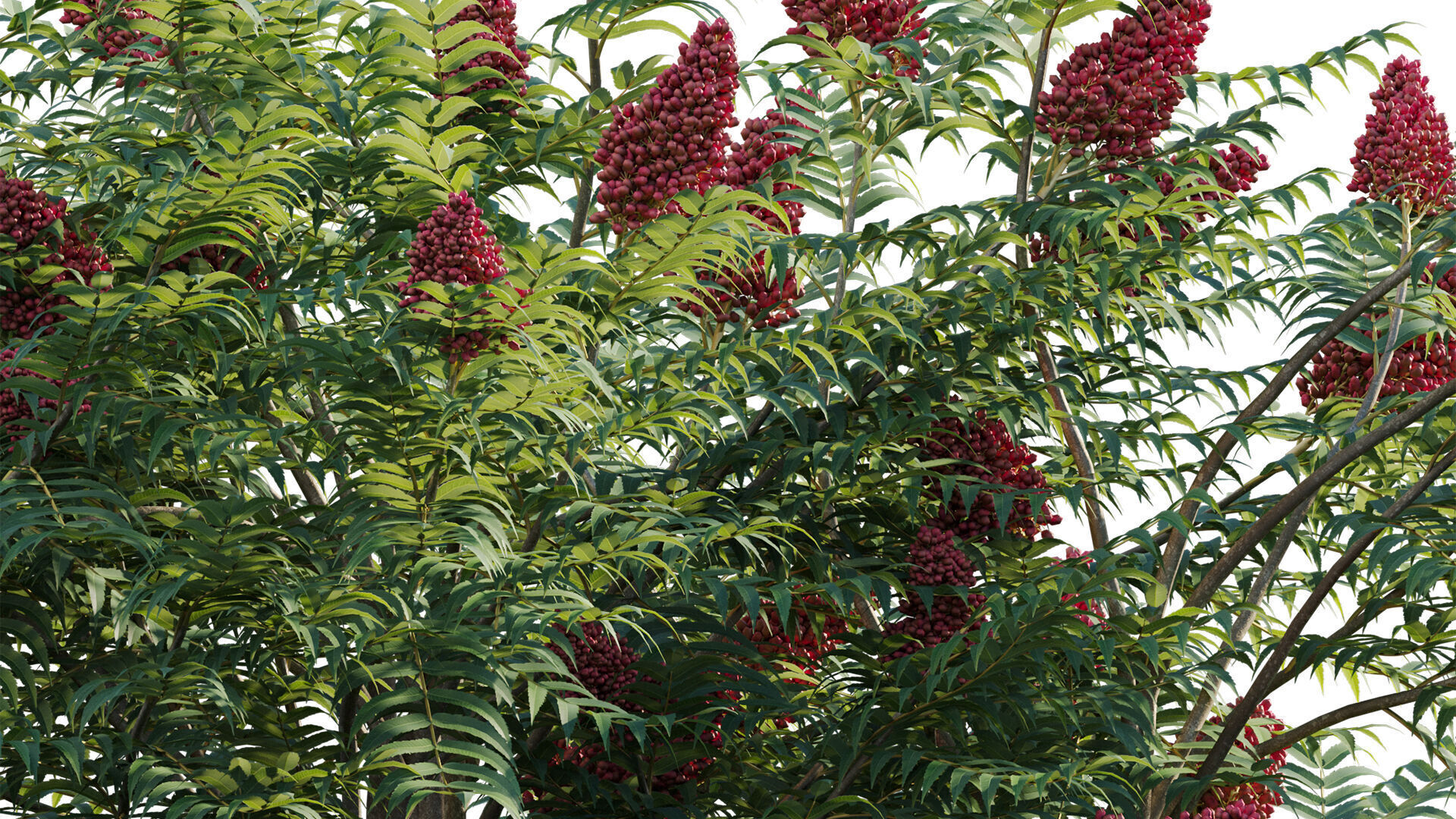 Rhus typhina - Staghorn Sumac 01 3D model_9