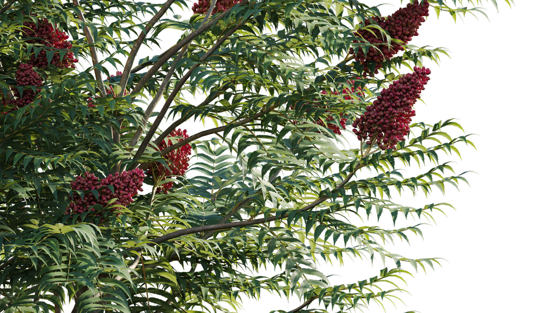 Rhus typhina - Staghorn Sumac 01 3D model_7