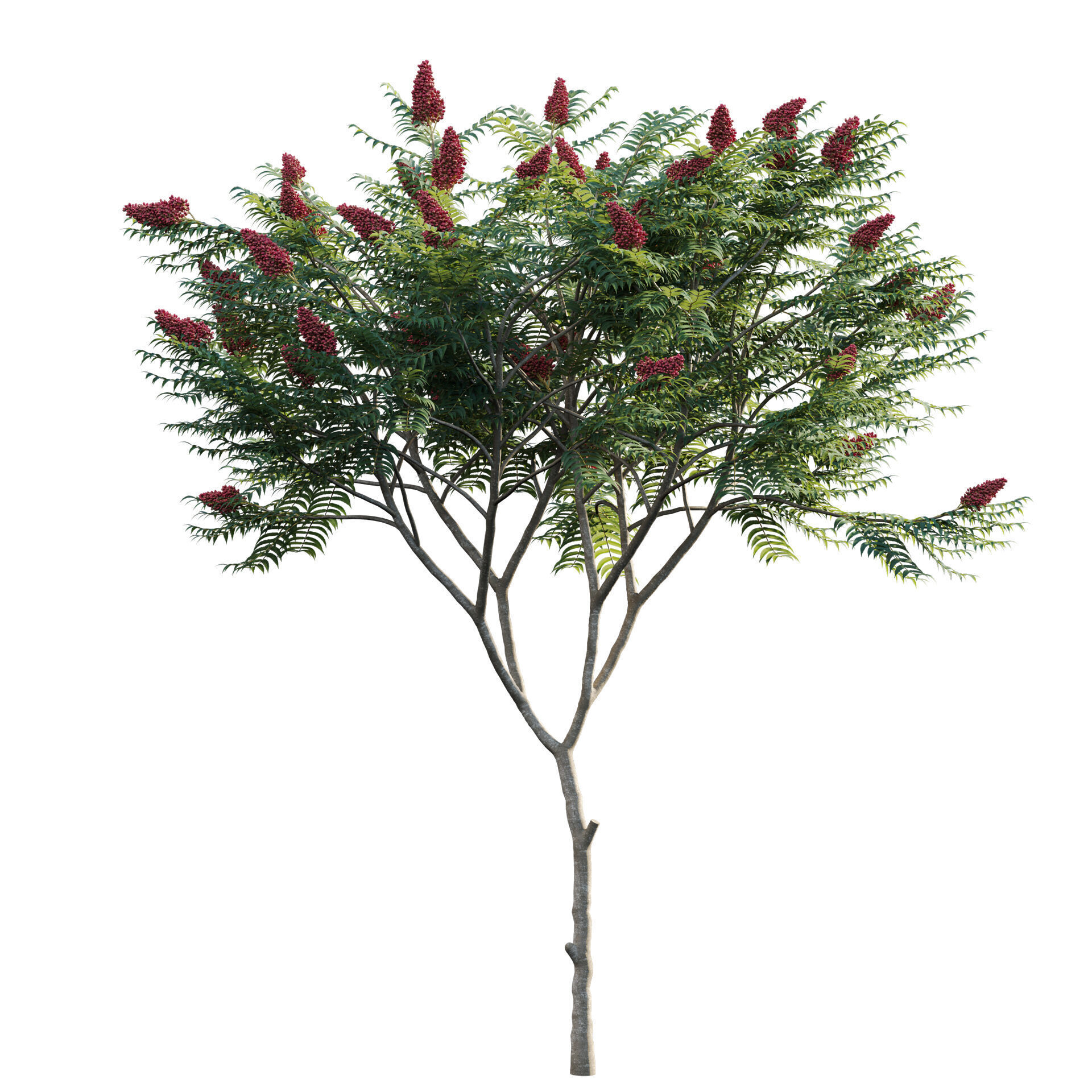 Rhus typhina - Staghorn Sumac 01 3D model_1