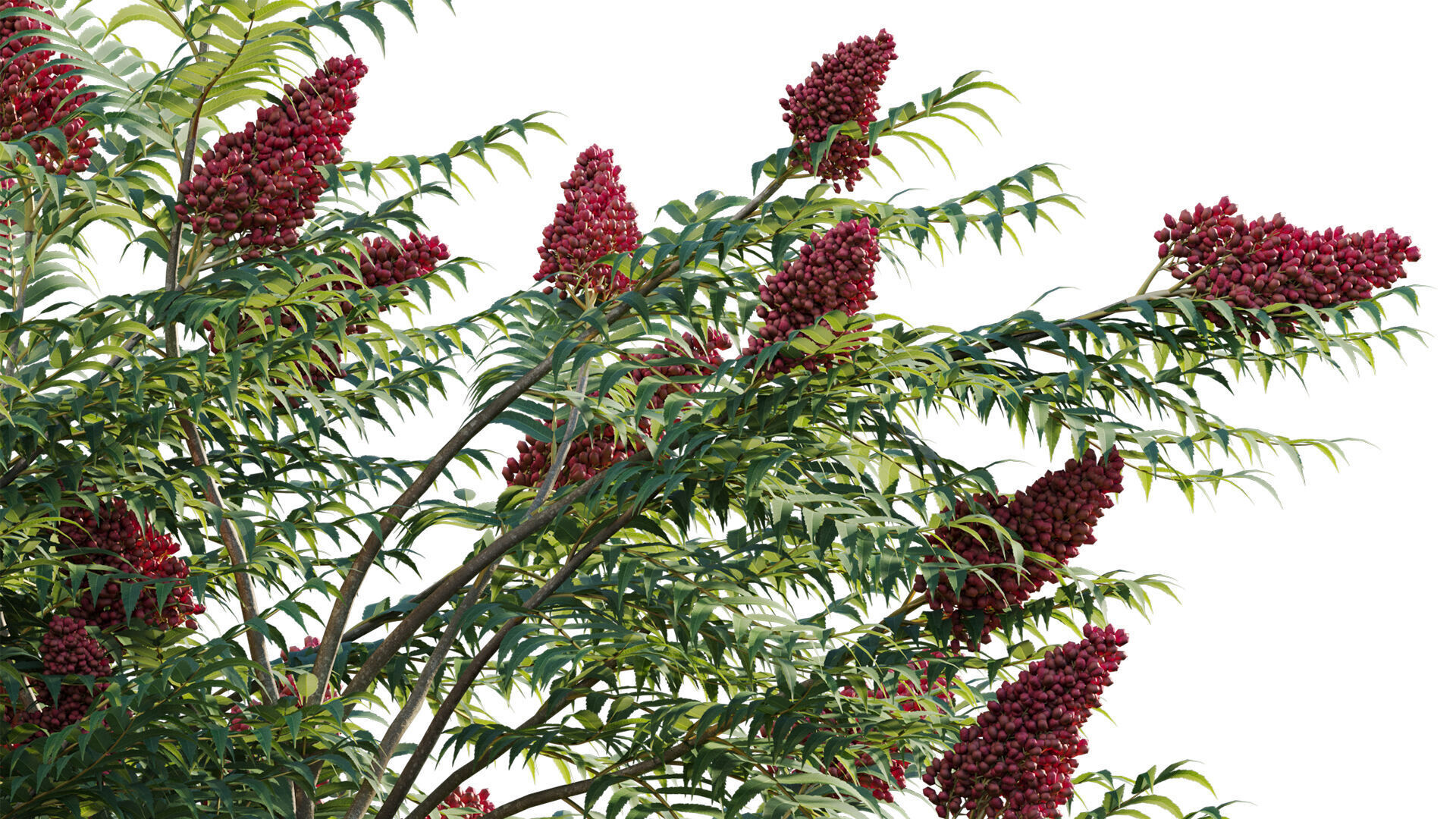 Rhus typhina - Staghorn Sumac 01 3D model_6