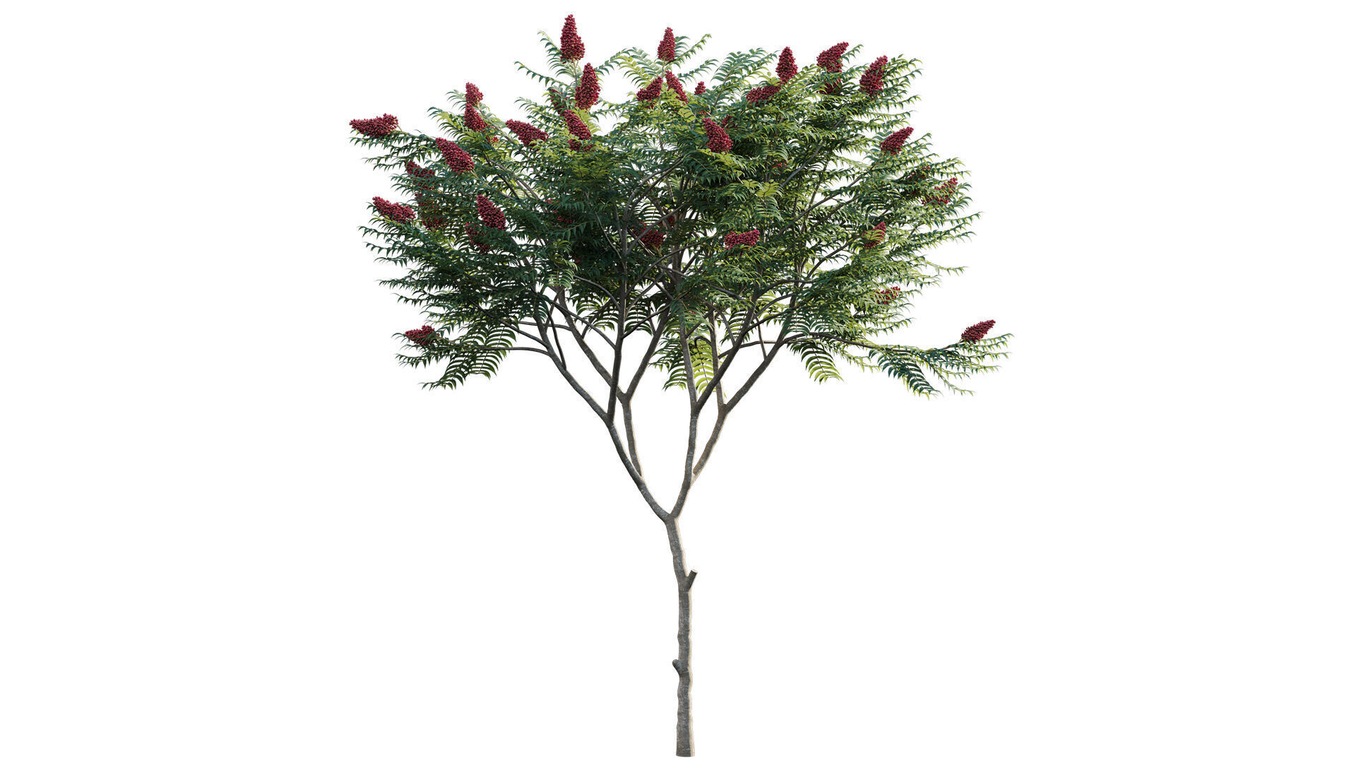 Rhus typhina - Staghorn Sumac 01 3D model_5