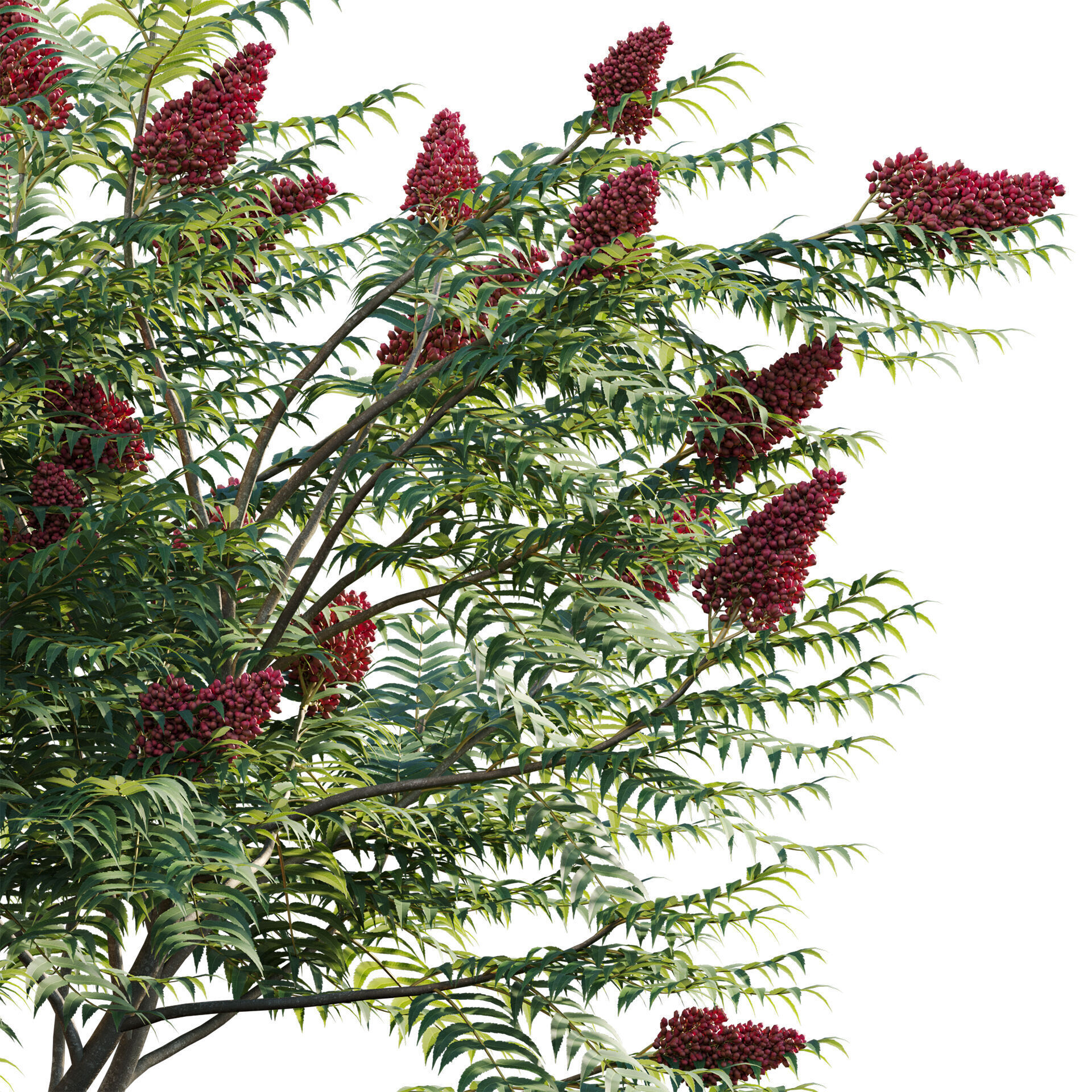 Rhus typhina - Staghorn Sumac 01 3D model_2