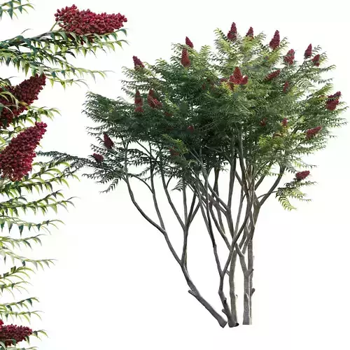 Rhus typhina - Staghorn Sumac 02