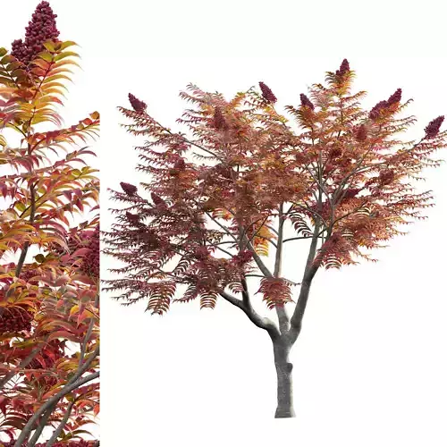 Rhus typhina - Staghorn Sumac 04