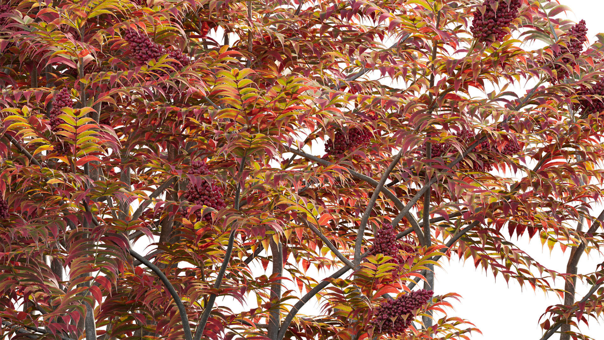 Rhus typhina - Staghorn Sumac 05 3D model_7