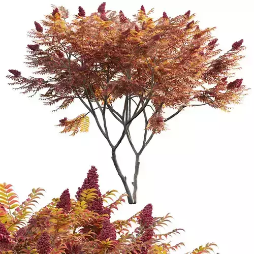 Rhus typhina - Staghorn Sumac 05