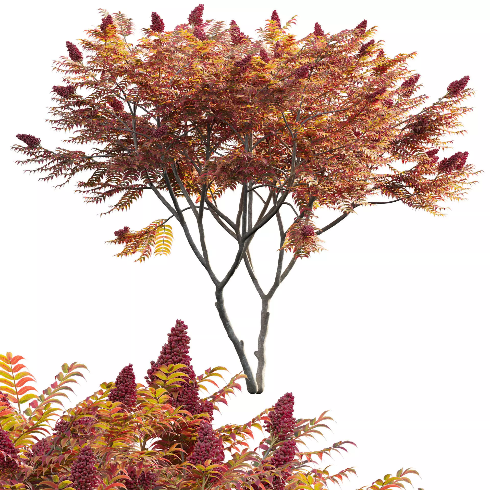 Rhus typhina - Staghorn Sumac 05 3D model_0