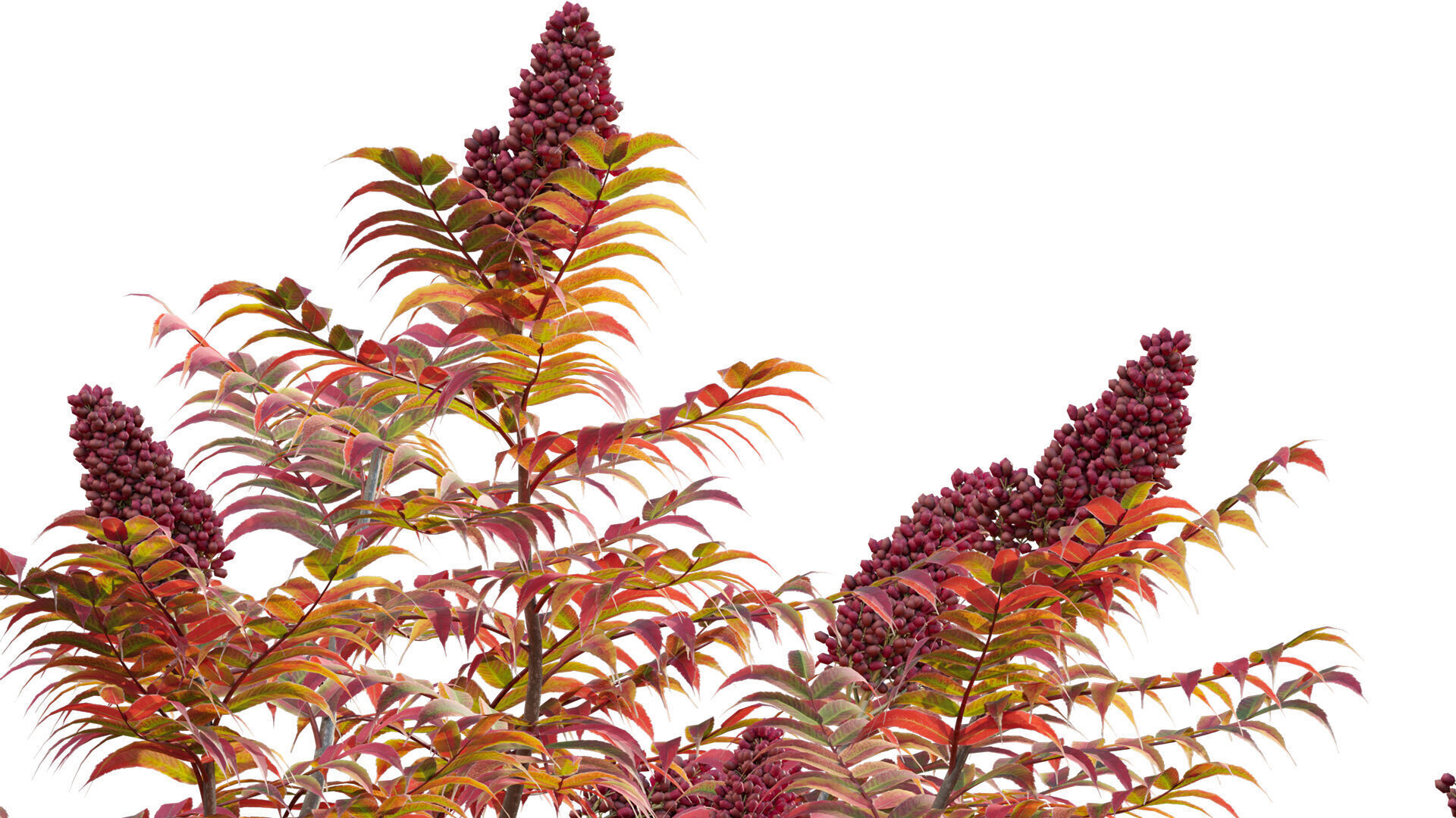 Rhus typhina - Staghorn Sumac 05 3D model_8